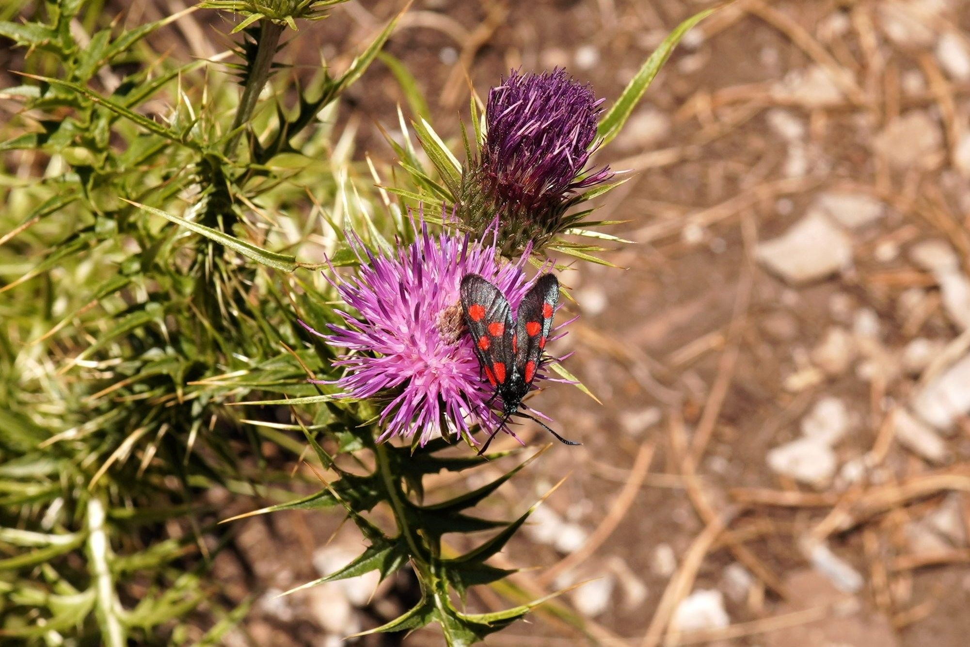 A striking black butterfly with orange spots. I guess there are five per wing which is why it's called a narrow-bordered five-spot burnet.