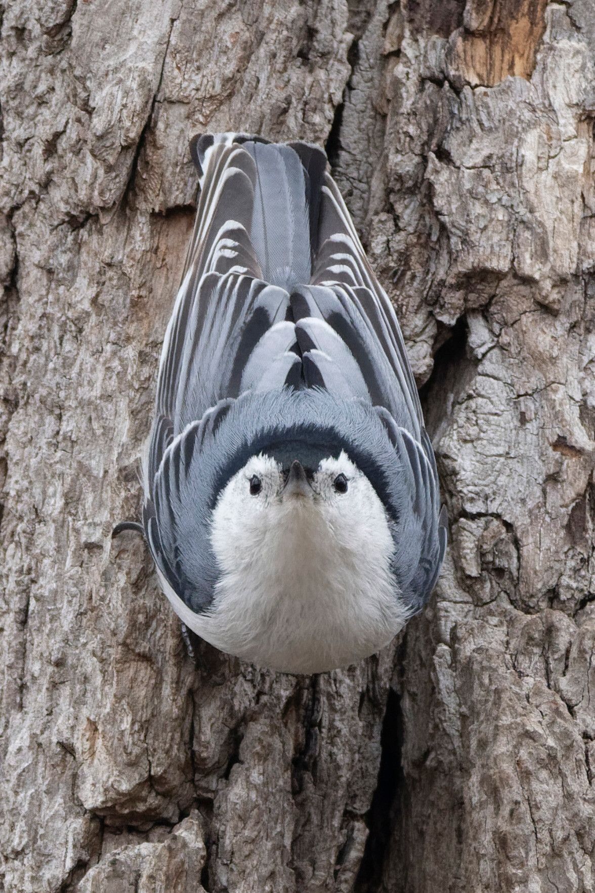 a white breasted nuthatch staring directly at the camera so their beak is between their eyes giving them a rather judgemental expression. they have a little black cap, white face and mostly blue grey feathers covering their back and wings with accents of black. they are clinging to the side of a rough barked tree