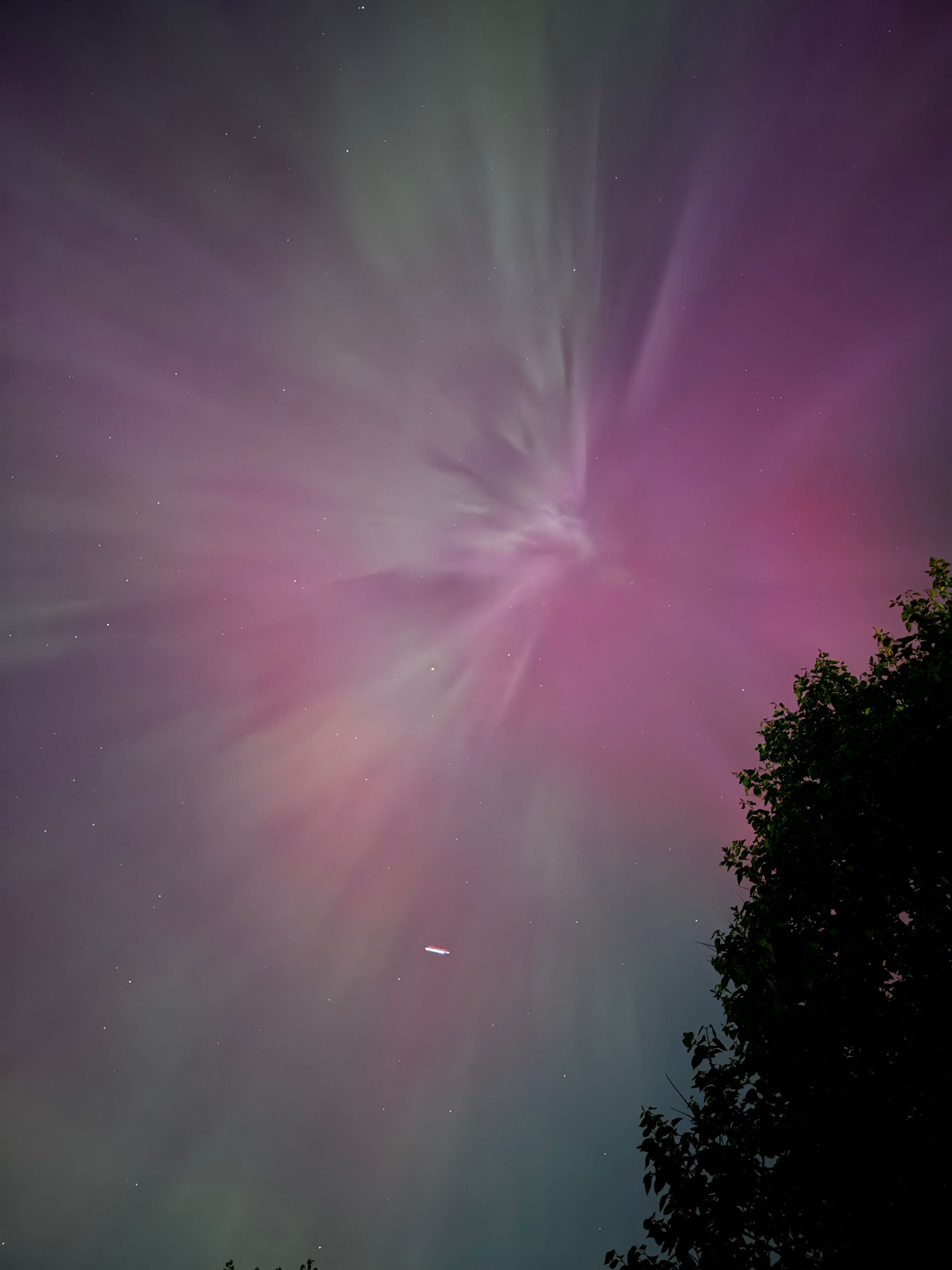 Aurora borealis purple/red next to a tree