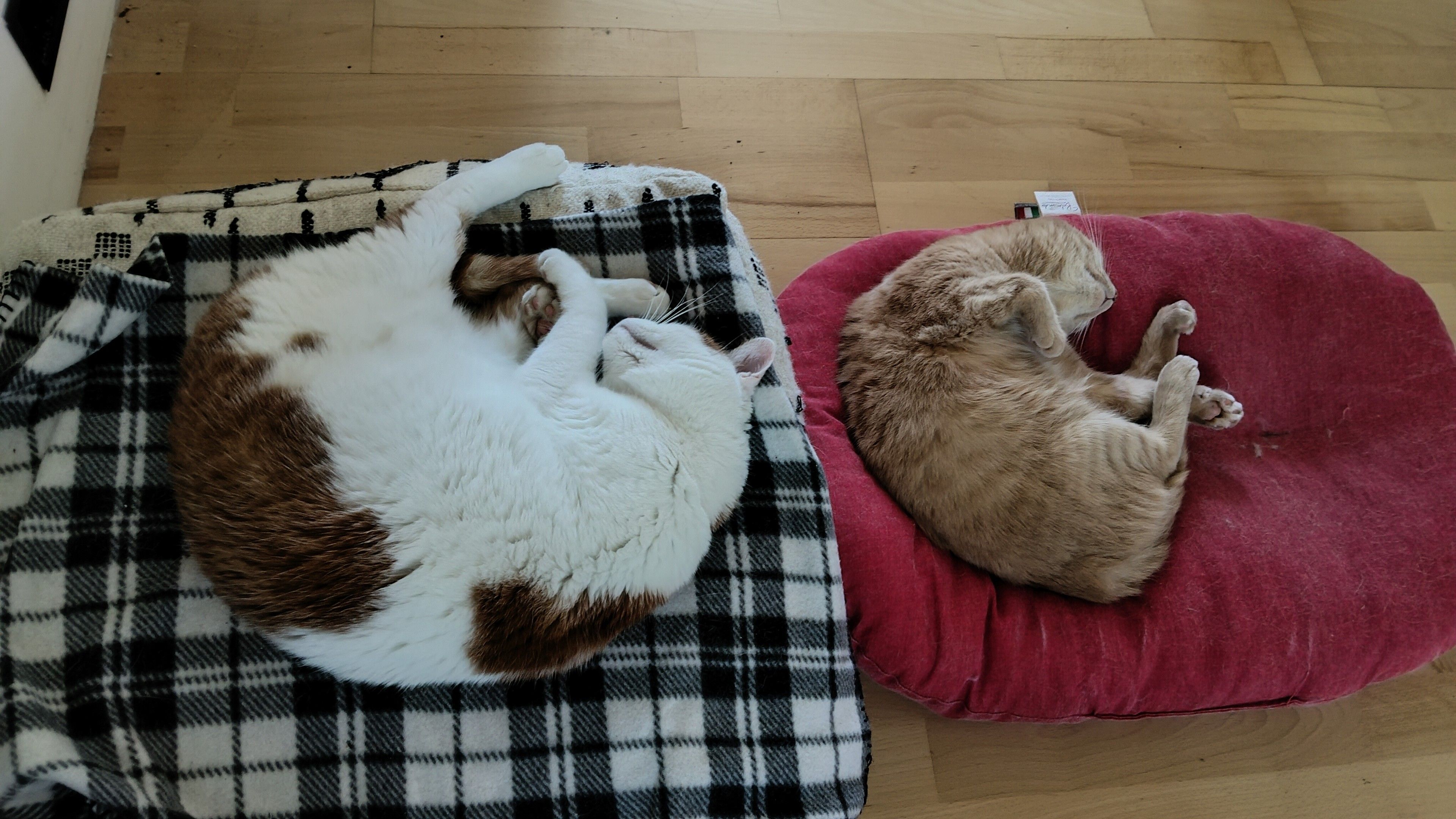 Due gatti stravaccati su due cuscini. A sinistra un gatto bianco a macchie rosse, a destra un gatto arancione su cuscino rosso