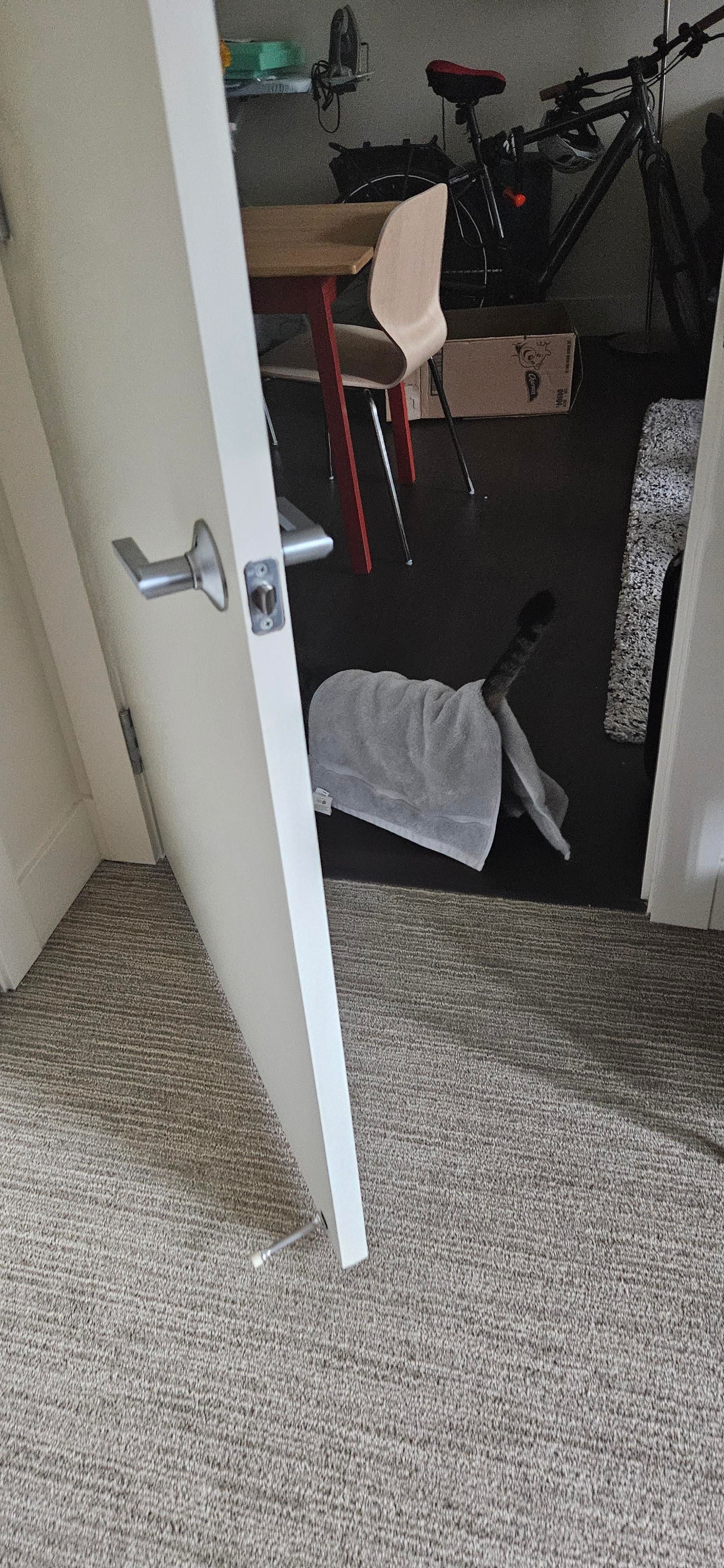 Momo as seen walking through a doorway. His head isn't visible past the door. He has a gray hand towel draped over his back like a blanket, with his tail sticking out and up, uncovered.