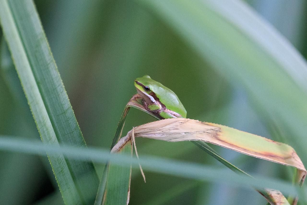 Another tiny green Eastern Dwarf Tree Frog on a bent reed leaf. 