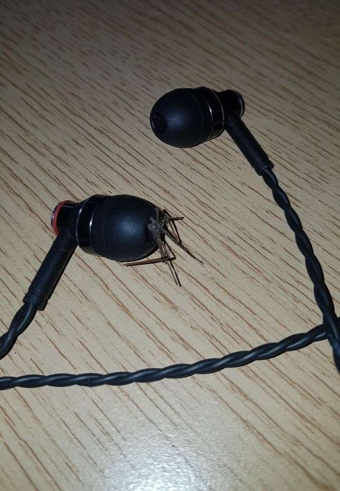 Photo of some earbuds on a table with a spider hiding in one of them...
