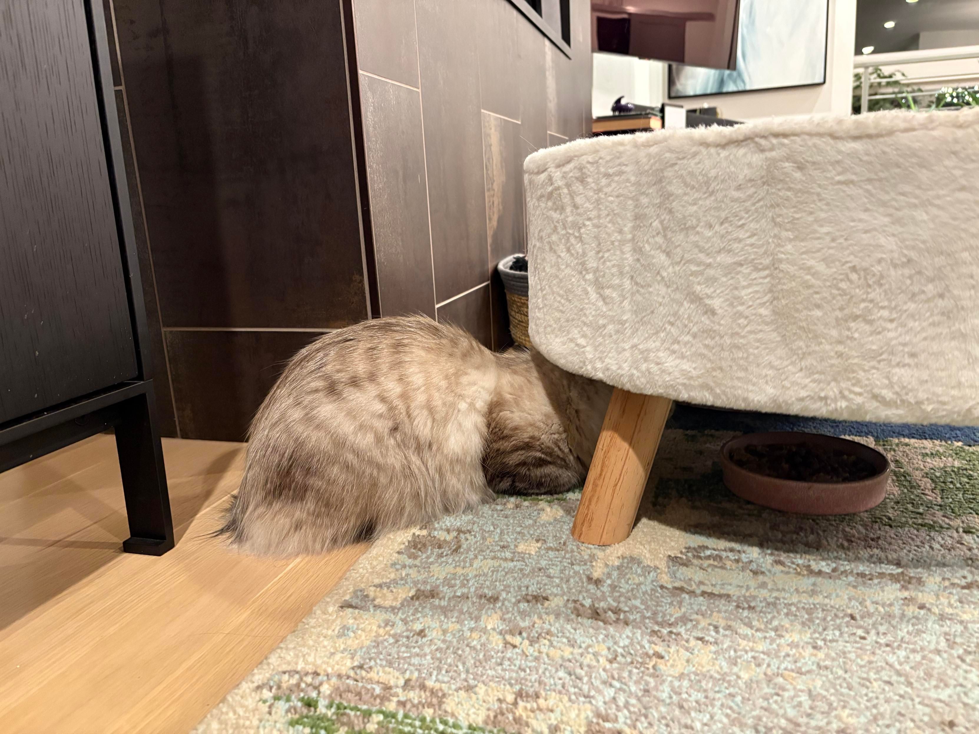 Cat with head stuck under a cat couch, hiding while he eats from a bowl. 