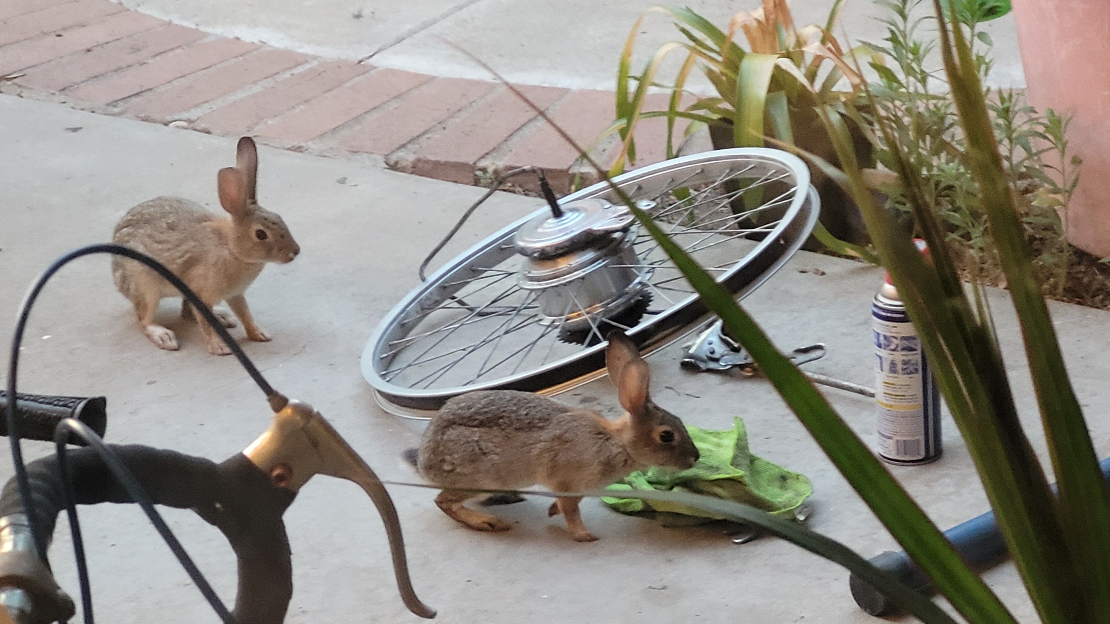 Two rabbits working on an e-bike hub 