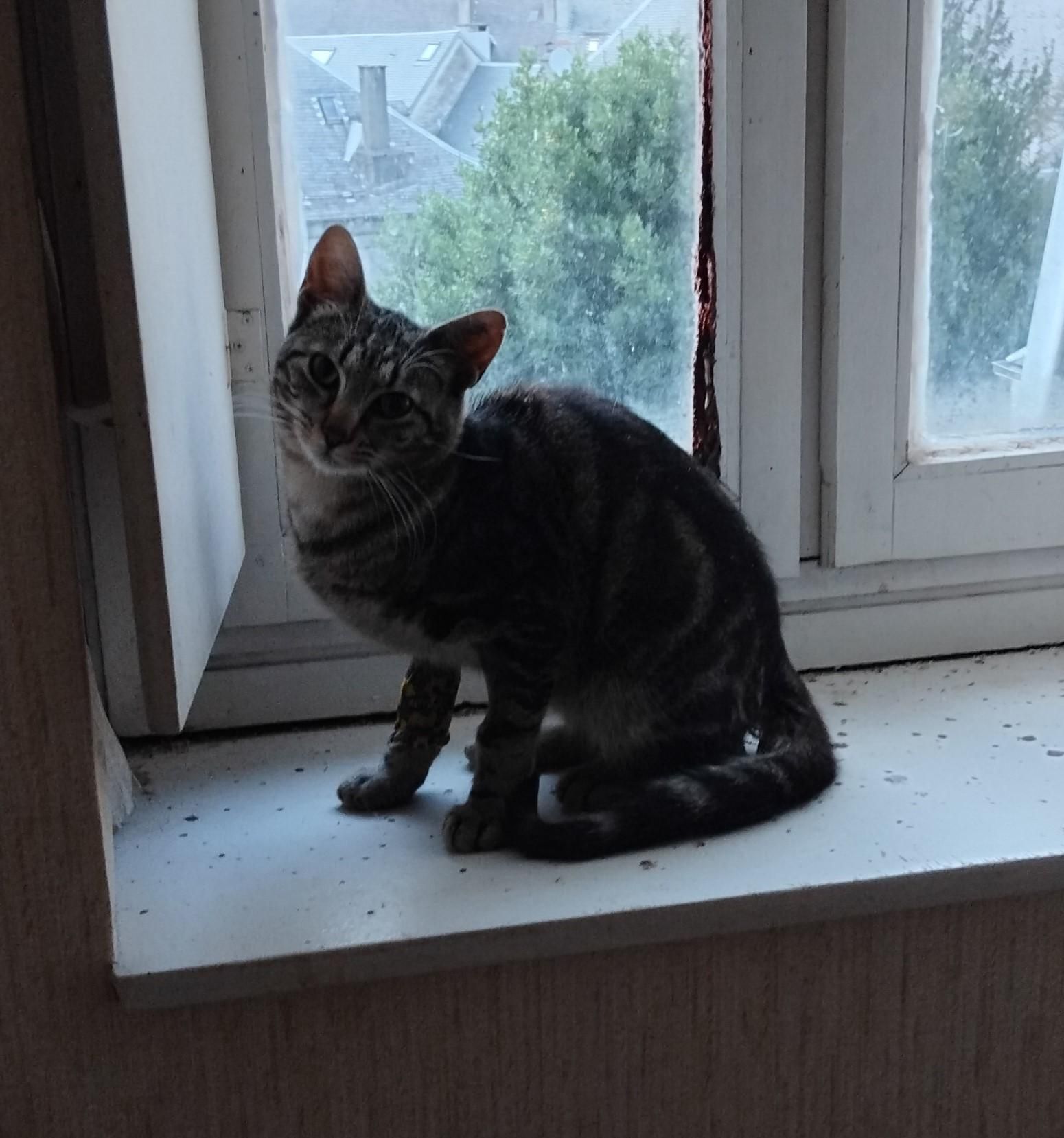 le jeune chat, un chat marbré, inquiet, calé sur un rebord de fenêtre. il n'est pas terrifié, mais sur ses gardes. il n'est pas grand.