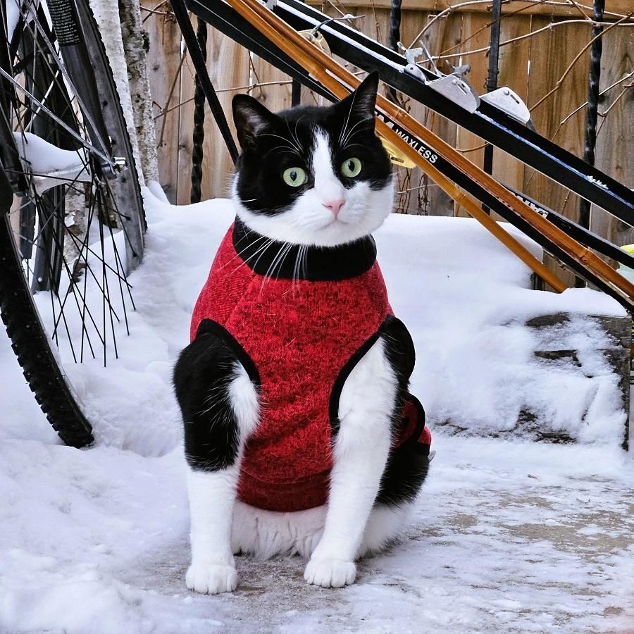 Tuxedo cat in red and black fleece, sitting on snowy front porch with x-country skis and poles in the background.