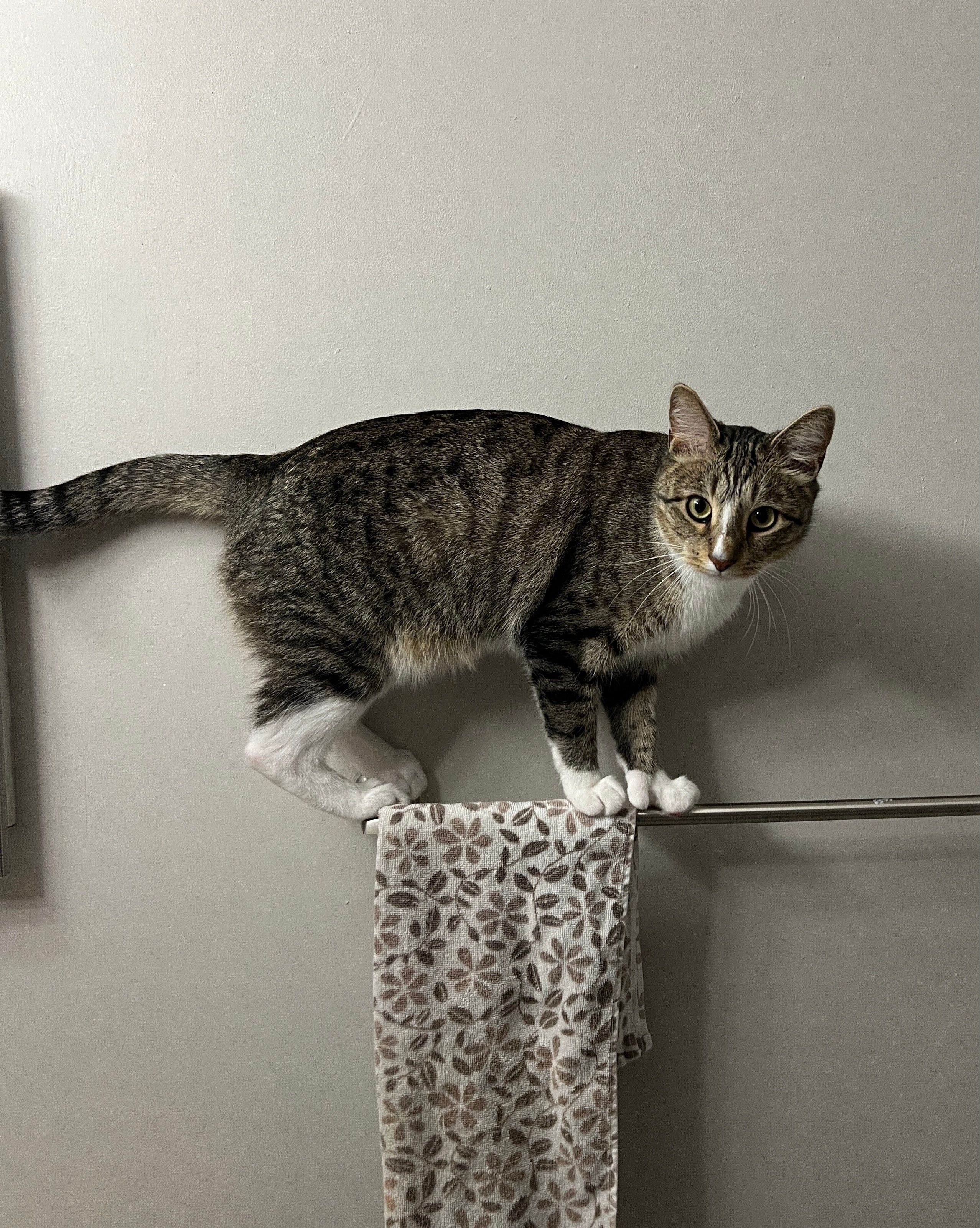 Photo of a tabby cat with white paws standing balanced on a towel bar. 