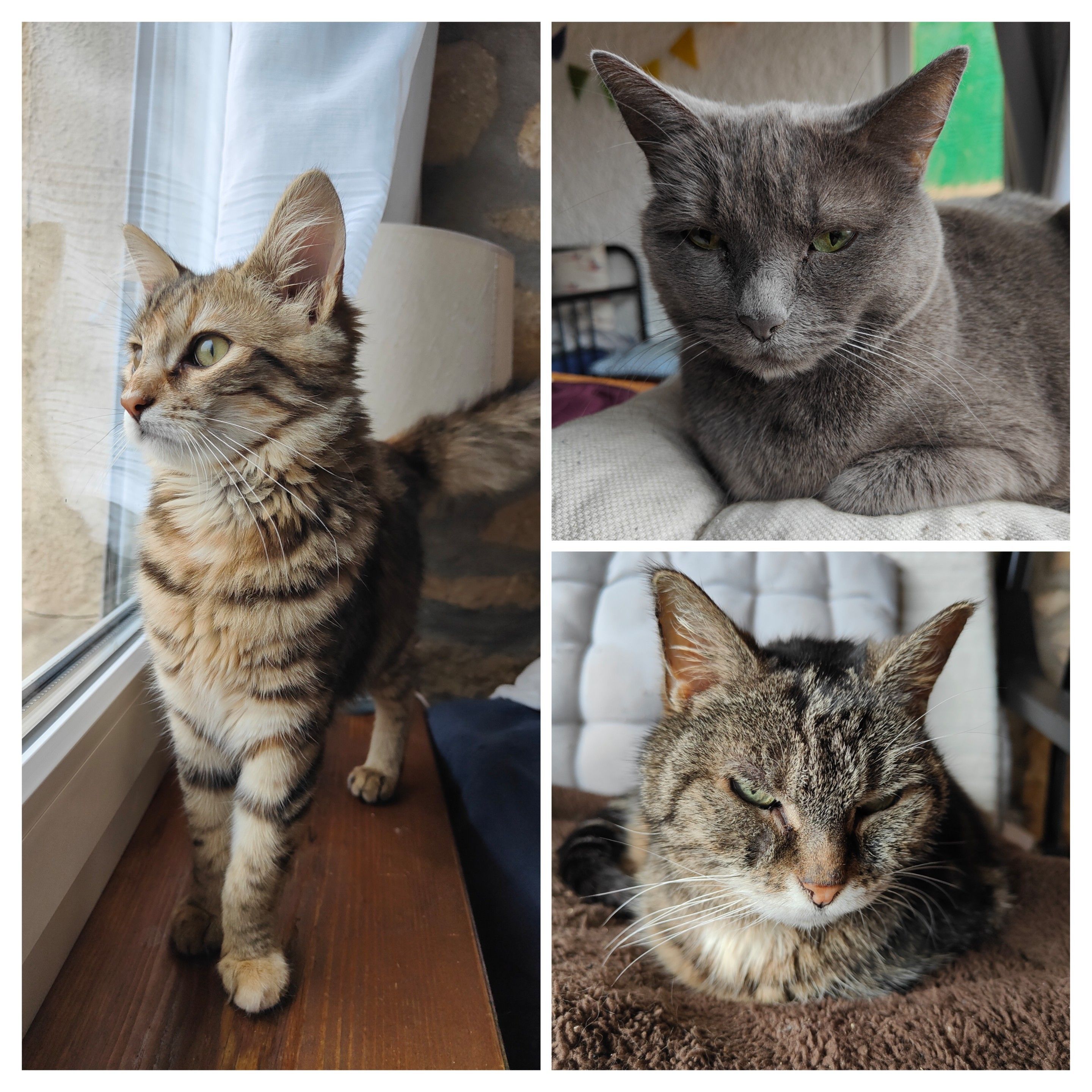 Montage de trois photos : à gauche la chatonne tigrée debout sur une étagère regardant par la fenêtre se tenant très élégamment avec des traces orange disséminées sur sa fourrure, à droite la chatte grise assise et regardant l'objectif de ses beaux yeux verts d'un air ténébreux,
En bas la chatte tigrée assise sur un tapis brun, regardant un peu de côté l'objectif avec des yeux verts clairs et de magnifiques moustaches (et menton) blancs