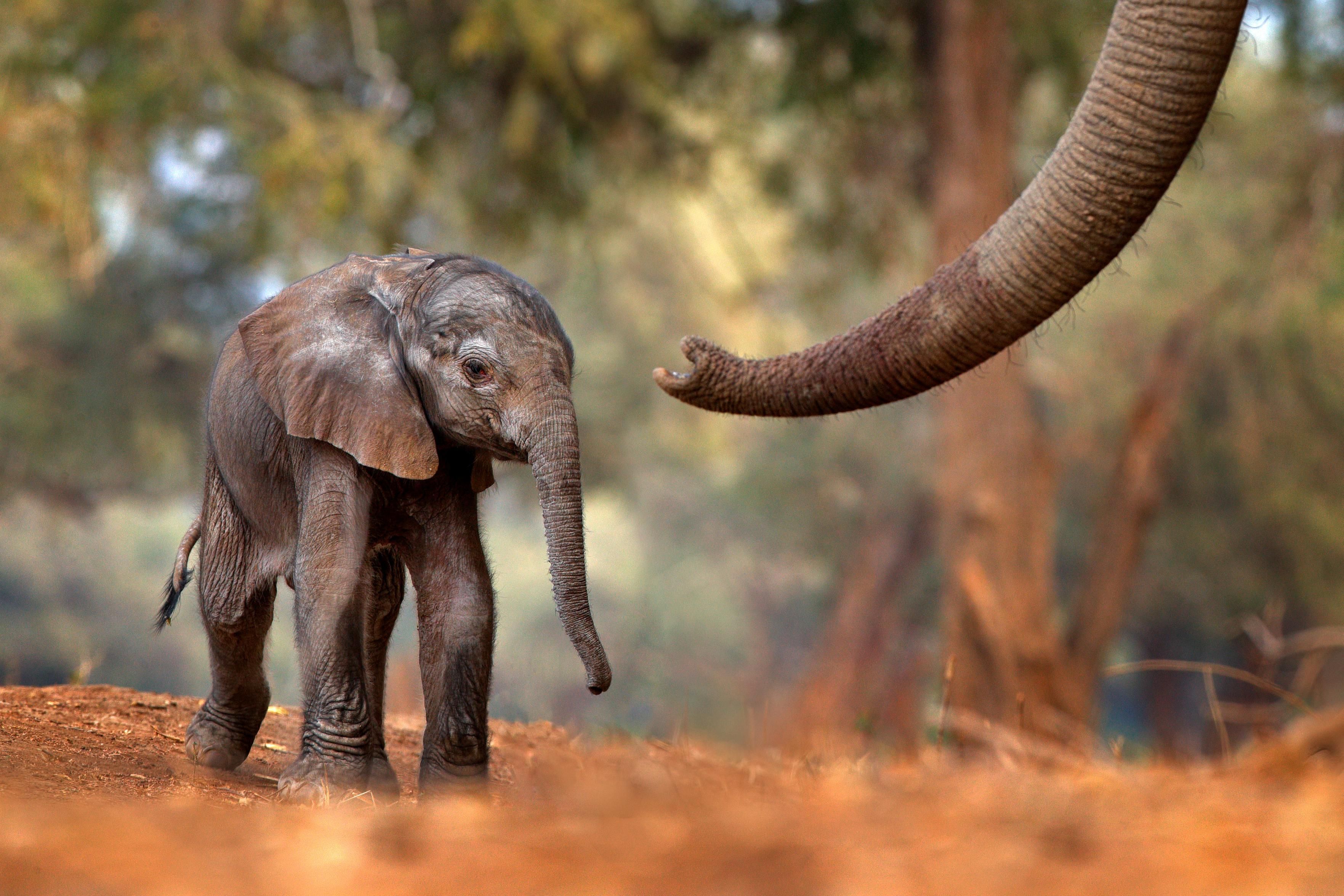 A baby elephant walks on dry ground while an adult elephant’s trunk reaches toward it.