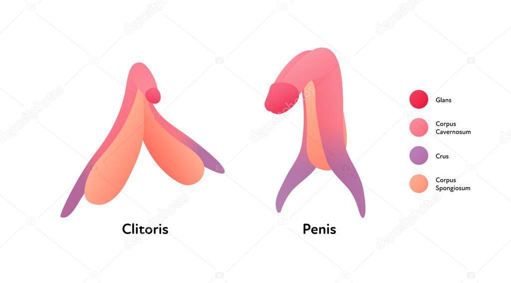 Illustration comparing the anatomy of the clitoris and penis, labeled with their respective parts: glans, corpus cavernosum, crus, corpus spongiosum