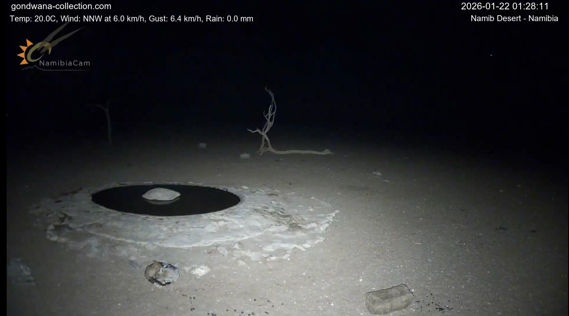 Sciacallo acciambellato vicino alla pozza.