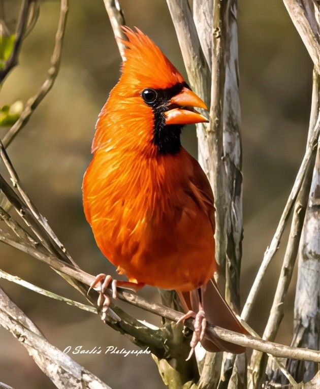 "A Northern Cardinal, ablaze in crimson, perches gracefully on a slender branch. Its feathers shimmer like embers in soft light, each plume a brushstroke of fiery red. The bird’s proud crest rises like a flame atop its head, adding a regal silhouette to its compact frame. Around its face, a bold black mask encircles the eyes and beak, creating a dramatic contrast that draws the gaze inward. The beak itself is stout and vivid orange, like a drop of molten sun, perfectly framed by the dark facial markings.

The background melts into a gentle blur of muted greens and browns, as if the forest has stepped back to let the cardinal shine. This soft bokeh effect isolates the bird in a moment of quiet majesty, allowing every detail—from the texture of its feathers to the curve of its claws—to speak clearly. The composition feels intimate, as though the viewer has stumbled upon a secret moment in nature’s theater.

In the bottom left corner, the text “J Swede’s Photographs” is subtly inscribed, a gentle signature that doesn’t intrude on the scene’s serenity." - Copilot
