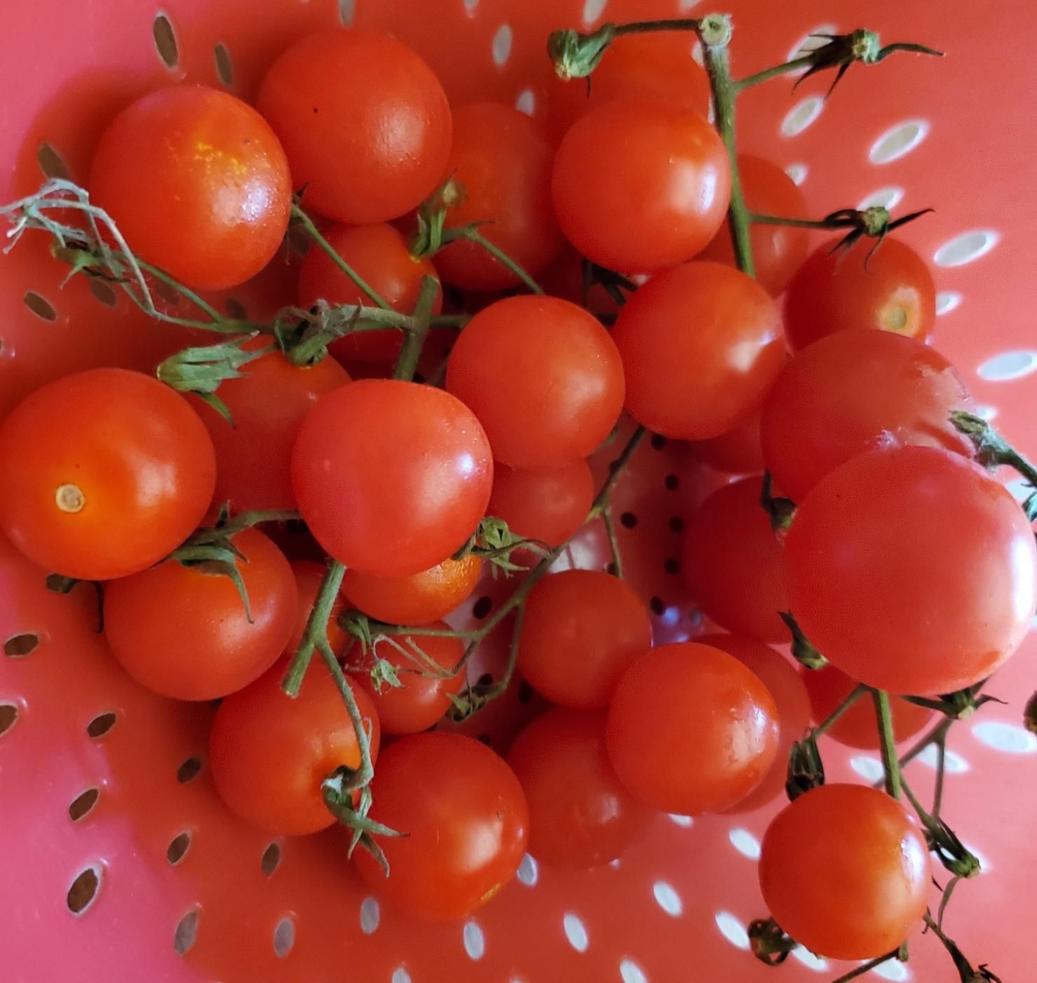 A close-up shot of a colander filled with ripe cherry tomatoes on the vine, the tomatoes being a vibrant shade of red, contrasted by the green stems. The colander itself is red and has oval-shaped holes.