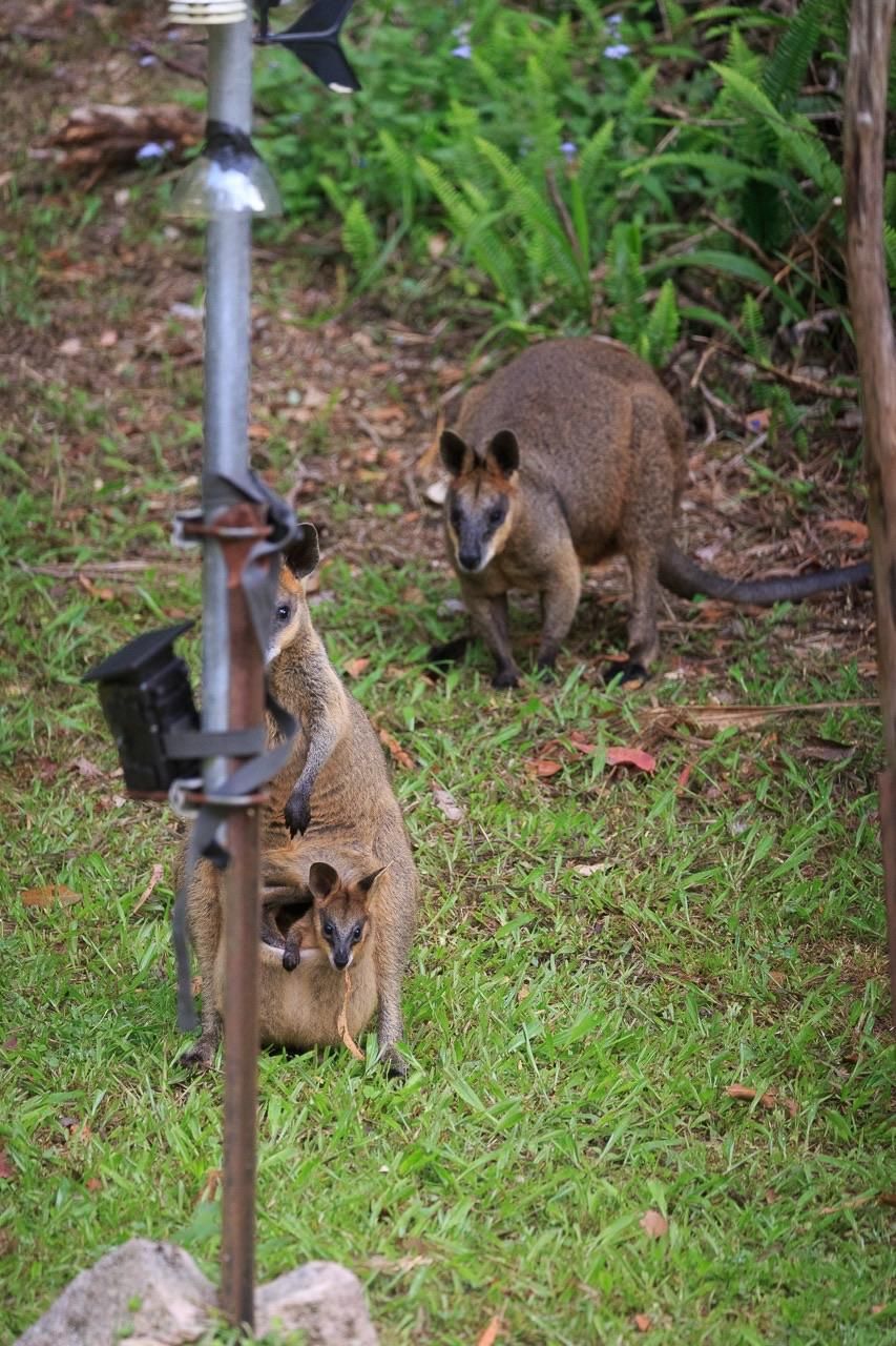 Three wallabies in a grassy area, with one wallaby carrying a joey in its pouch who is holding a tried leaf. A metal pole with a wildlife camera attached is visible in the foreground, surrounded by greenery and some foliage in the background.