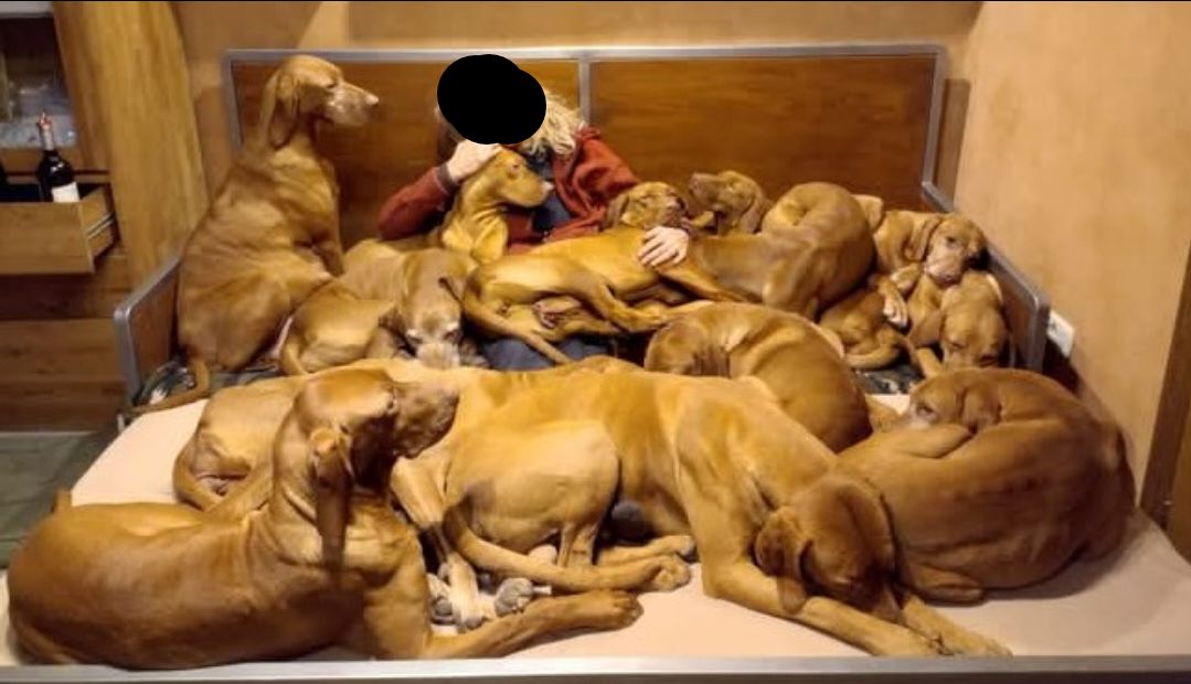 branco di 12 vizsla su un divano letto, sotto c'è la loro padrona 