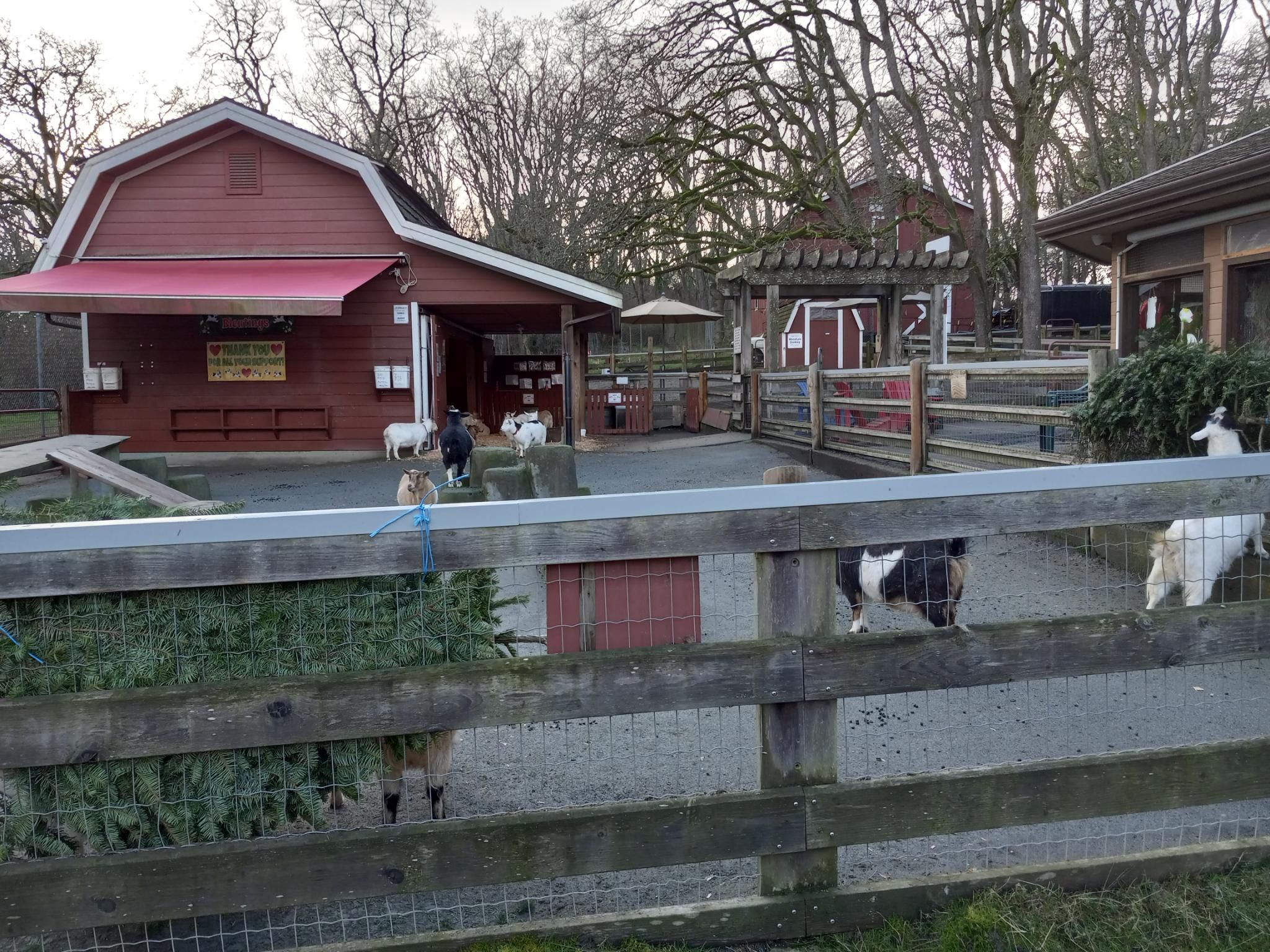 A view of a barnyard pen at a petting zoo, filled with very small, very wide goats of many different colours.  In the background is a very fancy barn-shaped goat house that is painted red.  There are Christmas trees tied to the fence around the barn-house, and several goats are happily nibbling them.