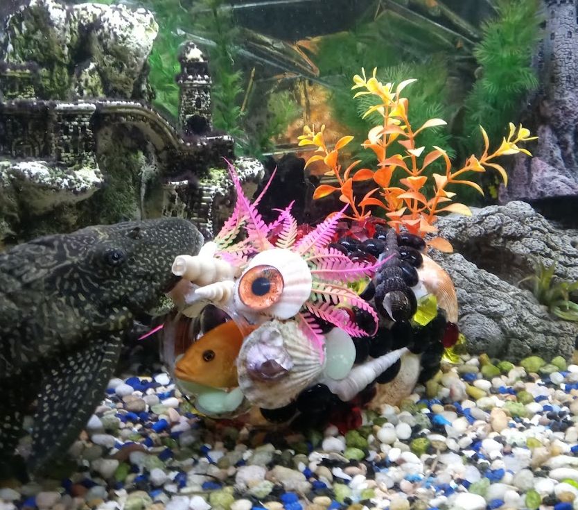 This is Beelzebubbles with a yellow cichlid in its mouth. Glass jars with aquarium save stones shells and plastic plants adhered with 100% pure silicone adhesive for fish safety.