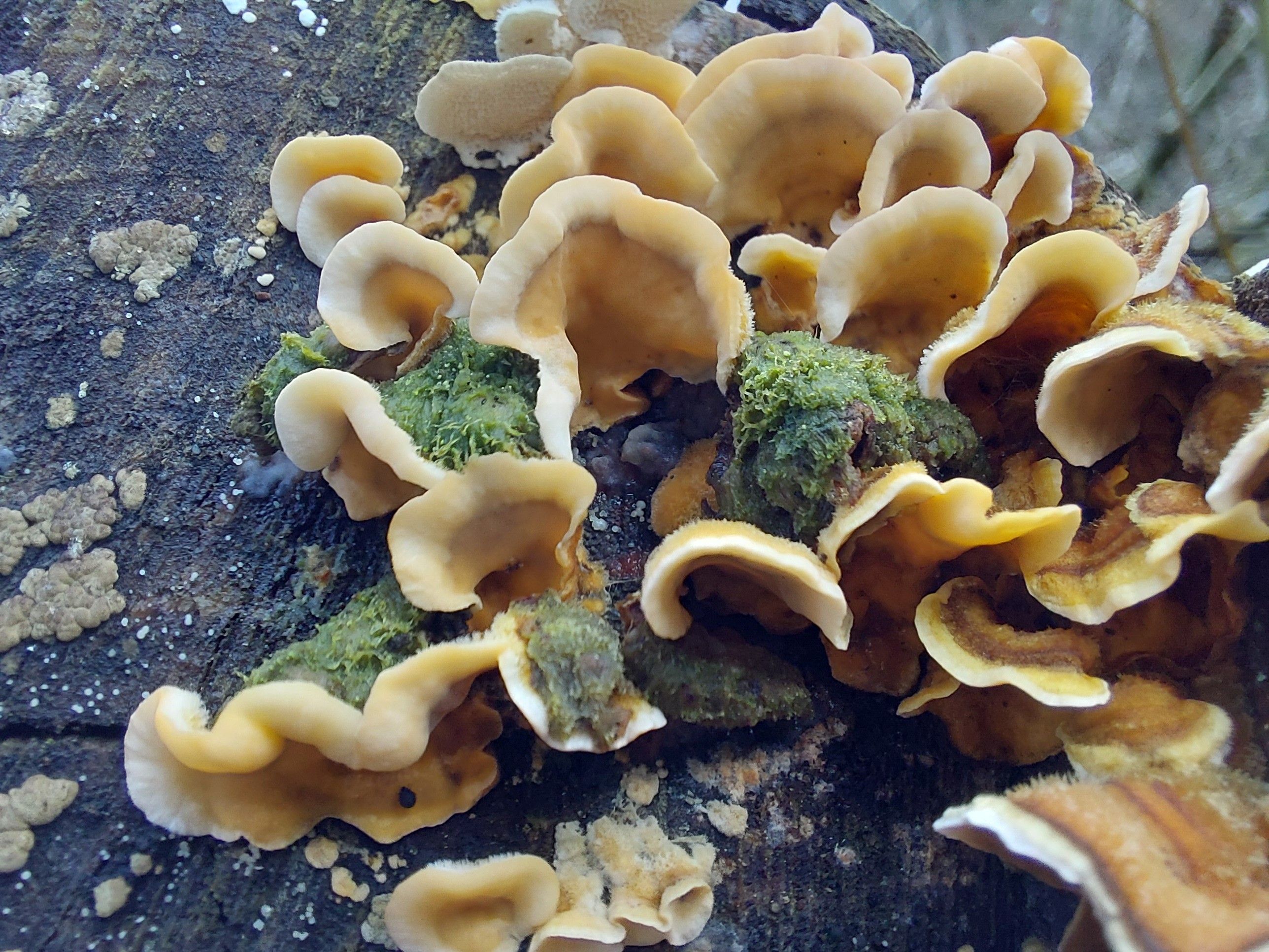 a grove of wibbly-wobbly spongy orange-ish mushrooms (possibly chicken of the woods?) on the side of a log, with damp moss growing from some of them providing an interesting color contrast