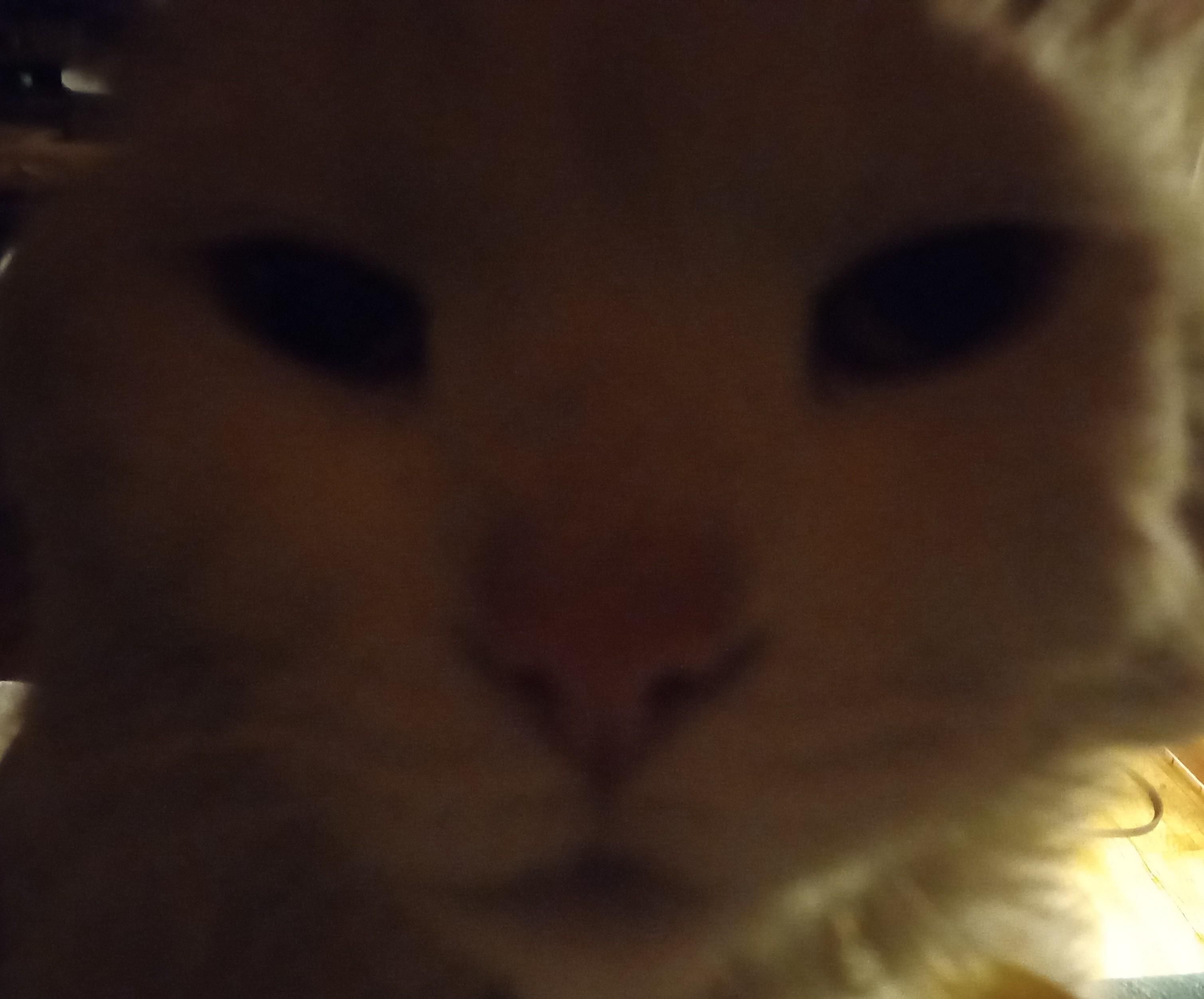 A close up of a white cat's face, in your face 