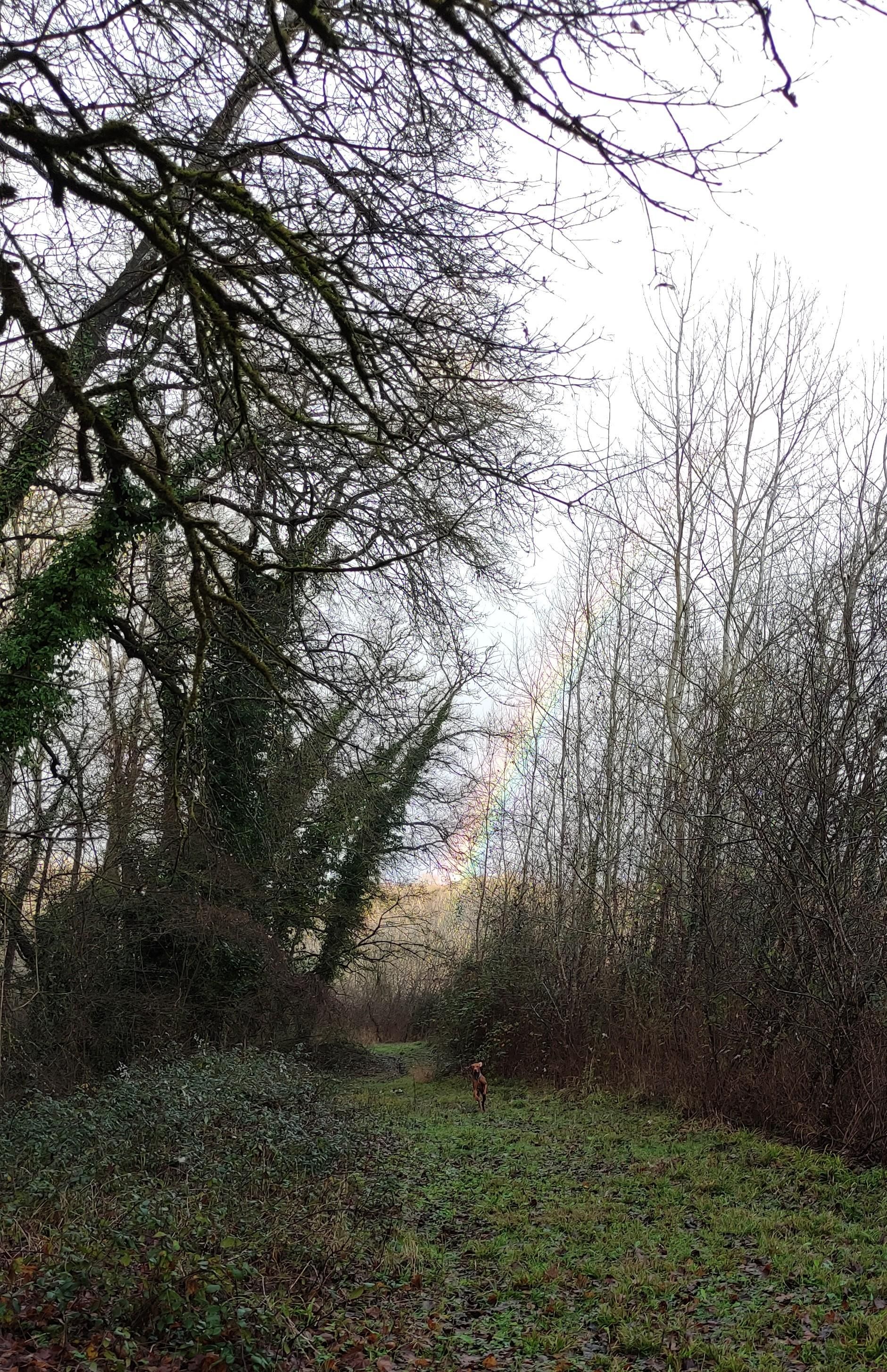 Ecco che corre verso di me in una zona smacchiata tra una fossa di grandi alberi spogli ricoperti d'edera e una fetta di alberelli di ricrescita, in fondo si vede un arcobaleno 