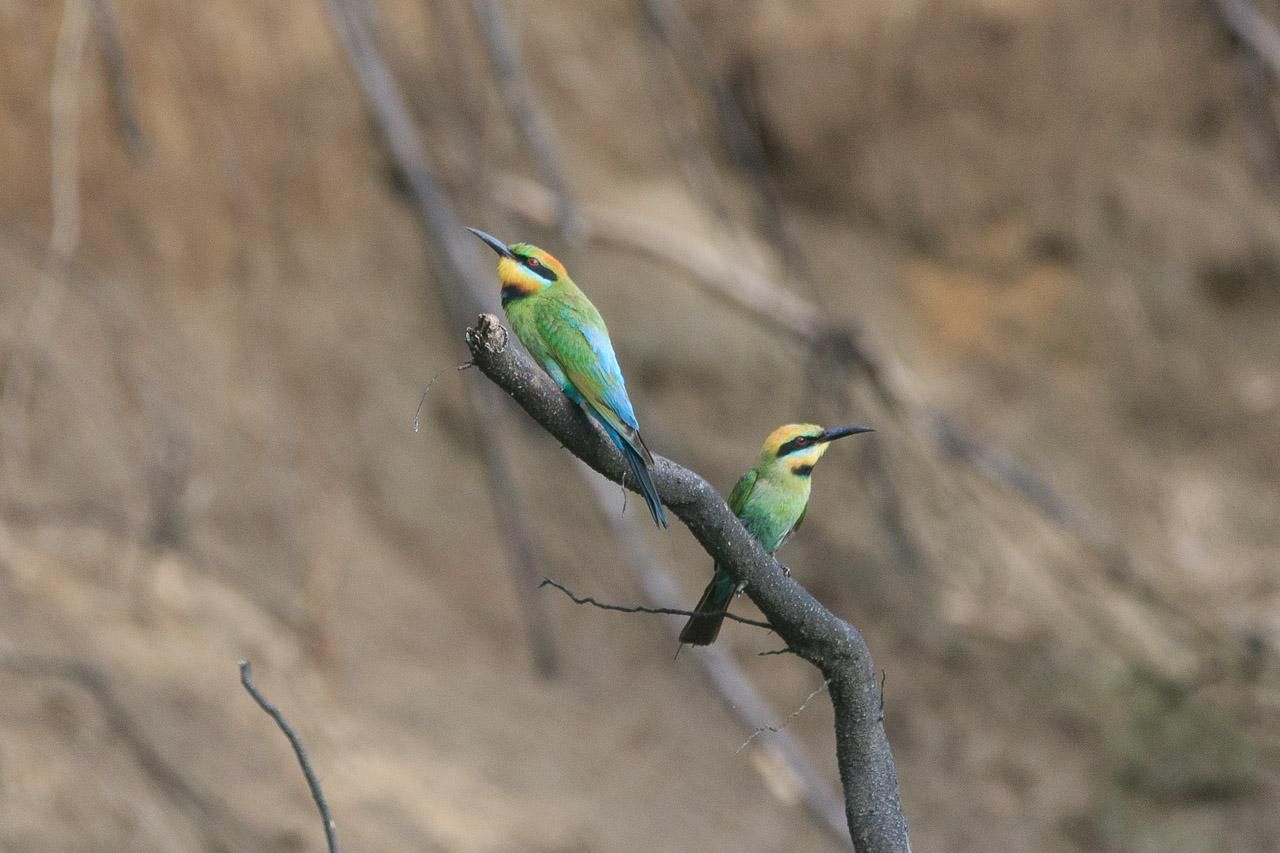 Two Rainbow Bee Eaters perched on a stick. They are looking intently in opposite directions, searching for flying insects which they'll hunt. 
There's a dirt embankment behind them (where they have a nesting hole).