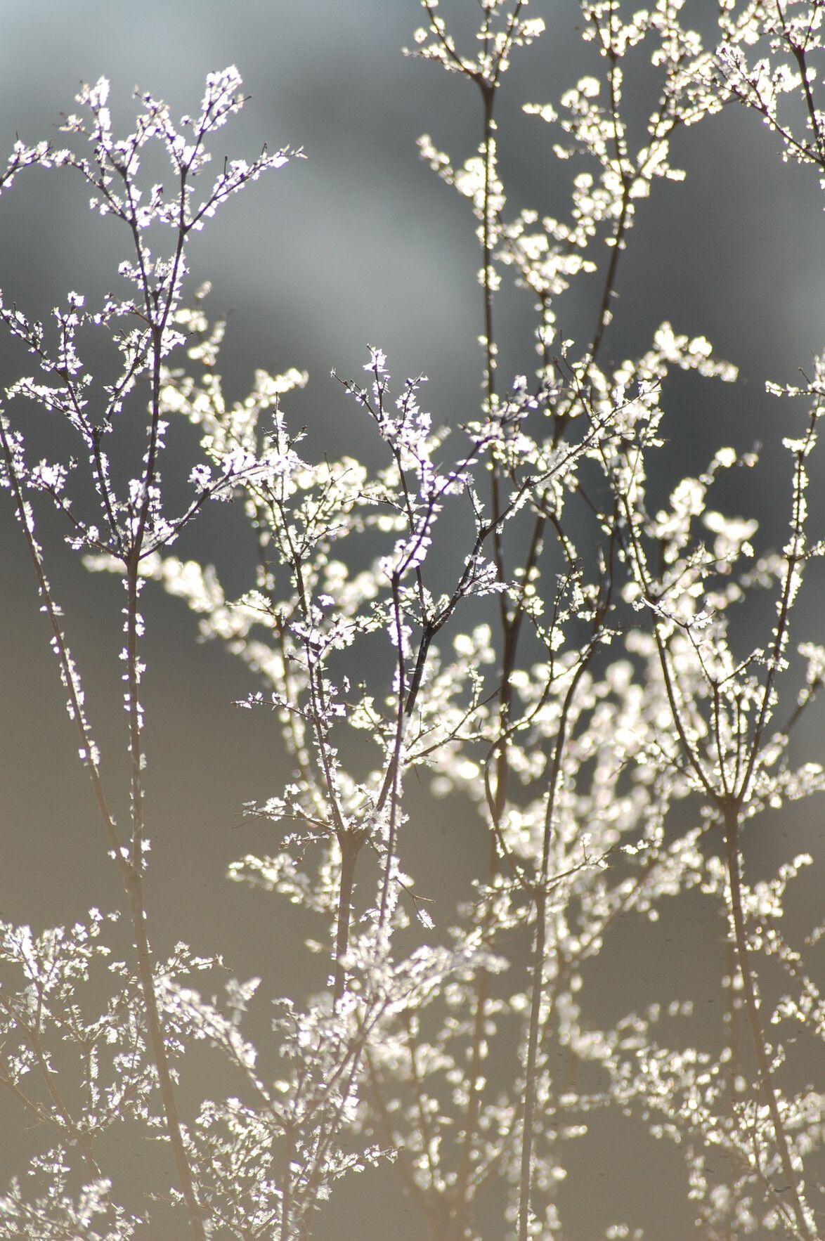 Foto von gefosteten Zweigen eines Strauches, die in der Sonne glitzern.