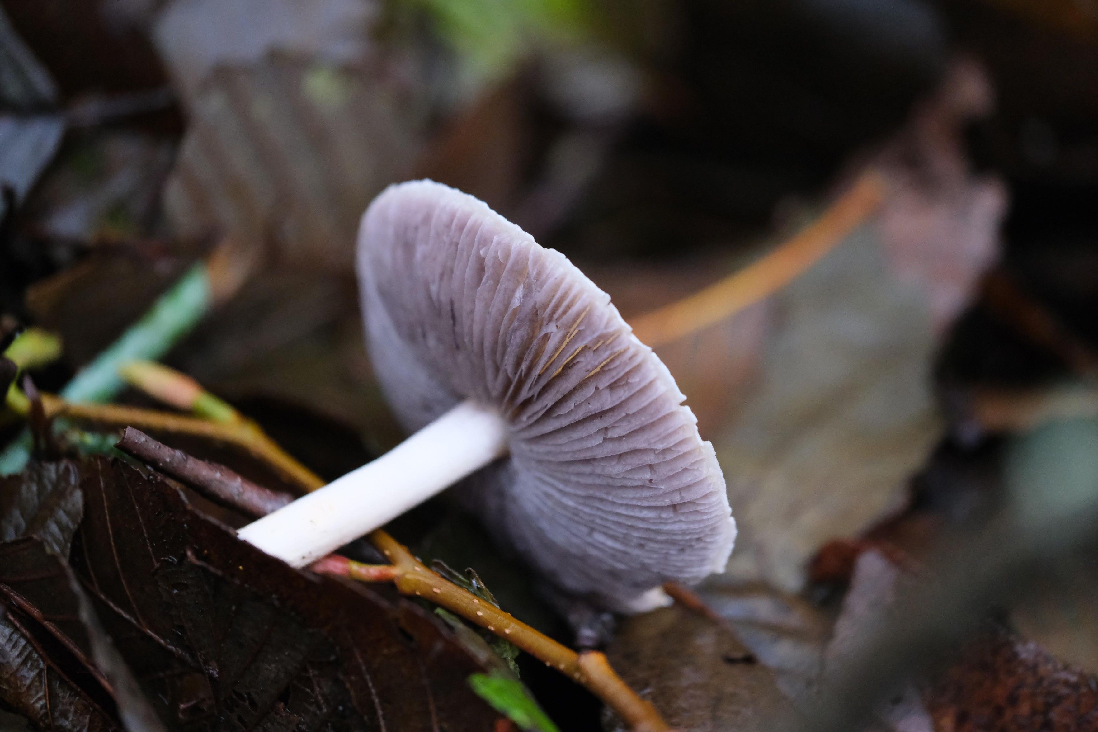 a mushroom with a white stalk and greyish gills lies sorta on its side. focus is tight on the gills