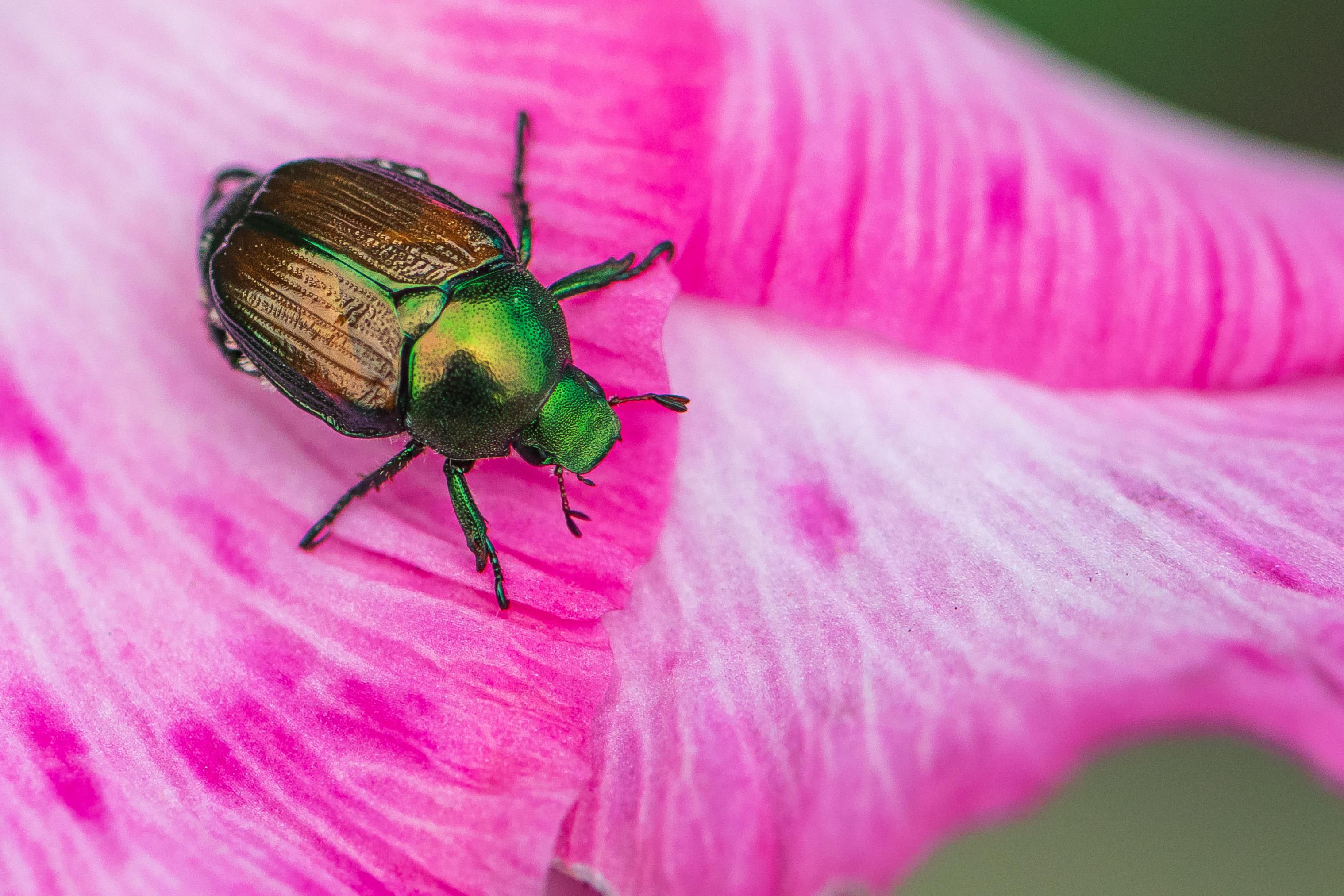 Extreme closeup photograph of a Japanese beetle standing atop a pink and white striated gladiolus petals. The view is from above looking down and the beetle is in the upper left frame with its head near center frame and its body extended up and to the left. Japanese beetles have dark iridescent copper wing covers, an iridescent green thorax plate with a pitted surface, an iridescent green head with a wide mouth and a pitted surface, short segmented antennae that bifurcate at the tip, two large dark eyes on either side of the head, and six segmented legs that end in small hooks.