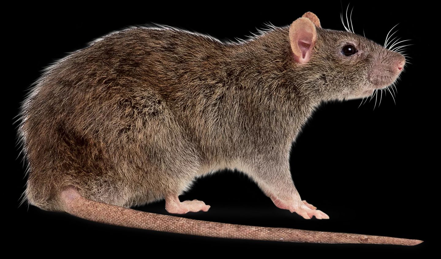 rat