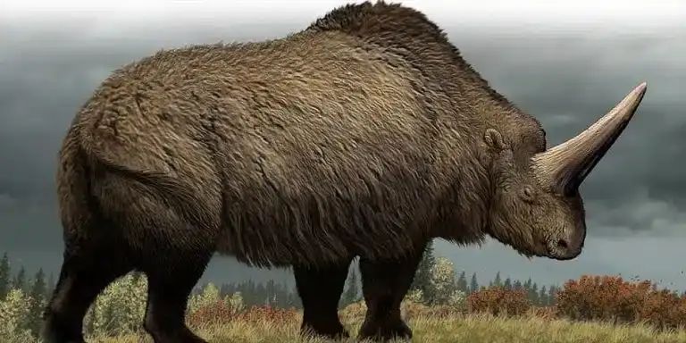 An artist's rendition of Elasmootherium sibiricum.

It is an enormous quadruped, two metres tall and bulky, with legs that look proportionately short and stubby. It is covered in shaggy brown fur.

It has a large hump above its shoulders, giving it a shape similar to a massive buffalo if that means anything to you.

Its head is set quite low and is distinguished by a bloody massive horn rising from the middle of its forehead. Seriously, the horn is gigantic, bigger than the actual head.

It overall looks pretty cuddly, but would absolutely mess you up if you tried to cuddle it.