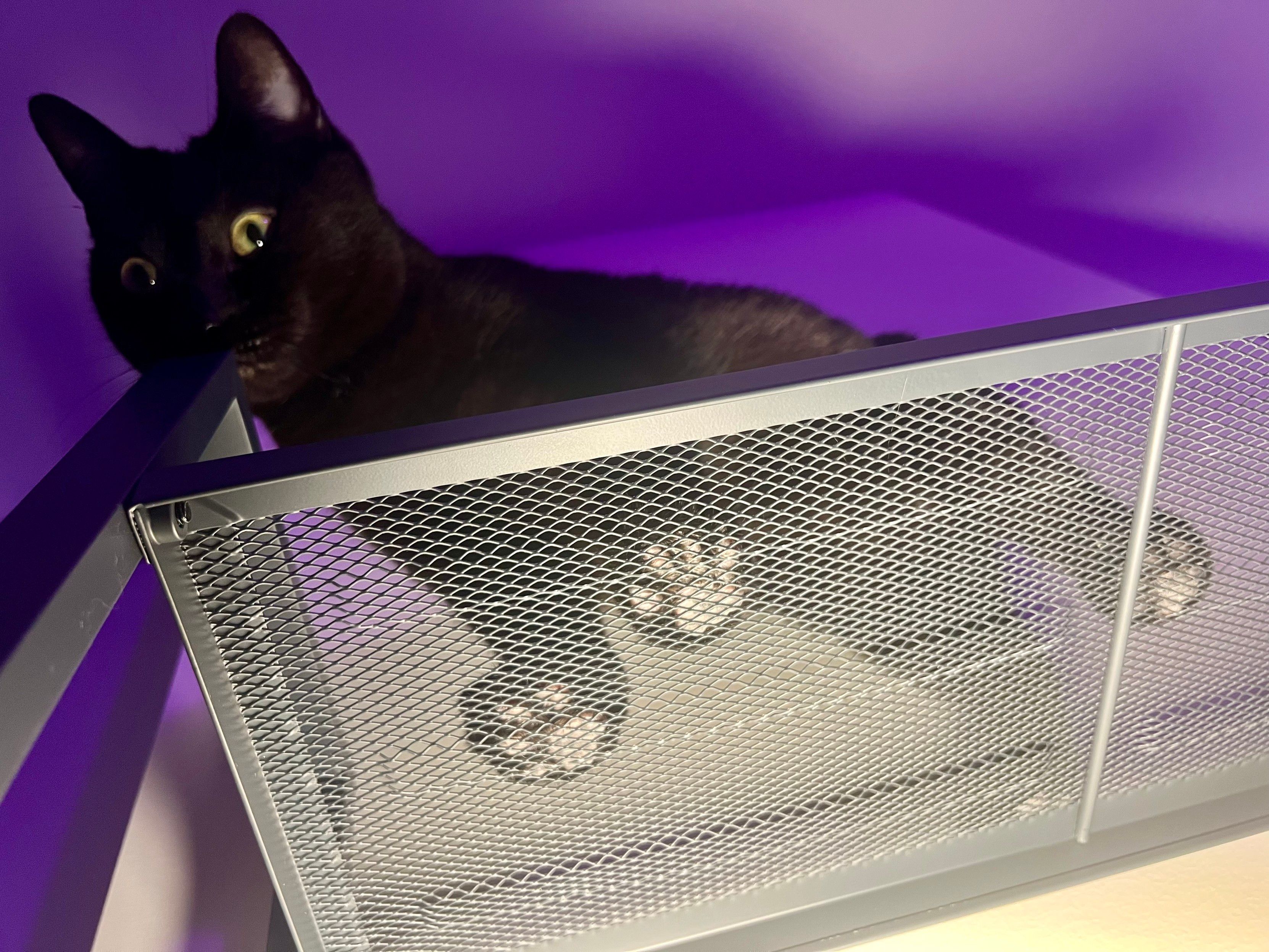 Photo taken of the top shelf of a metal/mesh bookcase, from below. A sleek black cat is standing on the shelf, looking down at the camera with a bit of a silly expression. You can see his big feet and bright toes through the mesh. The lighting in the room is purple but the underside of the shelf is lit white.