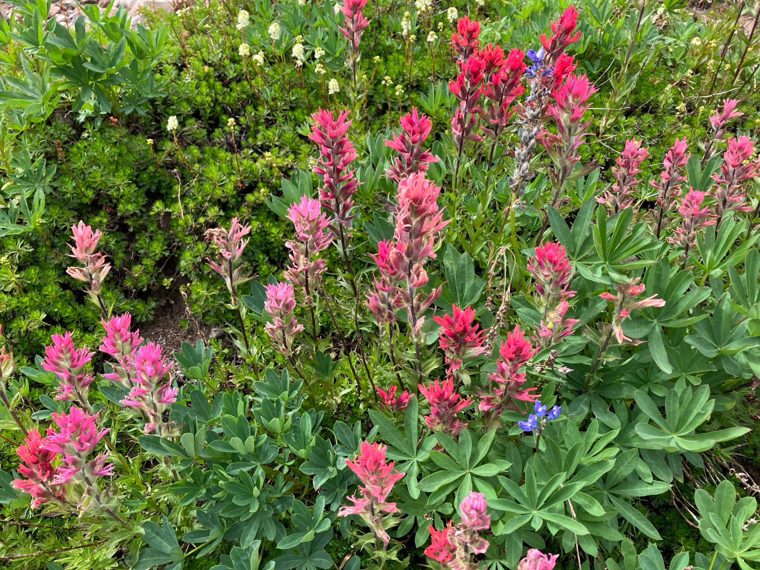 Magenta and rose pink paintbrush flowers bloom against a green alpine background