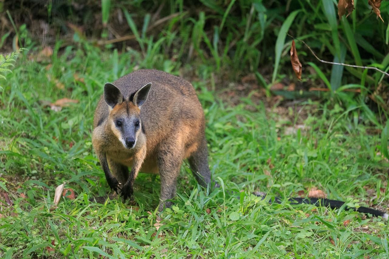A small Swamp Wallaby leaning over forward with head and ears up looking in the general direction of the camera. It is sitting on green grass and has some ferns and taller grass behind it.