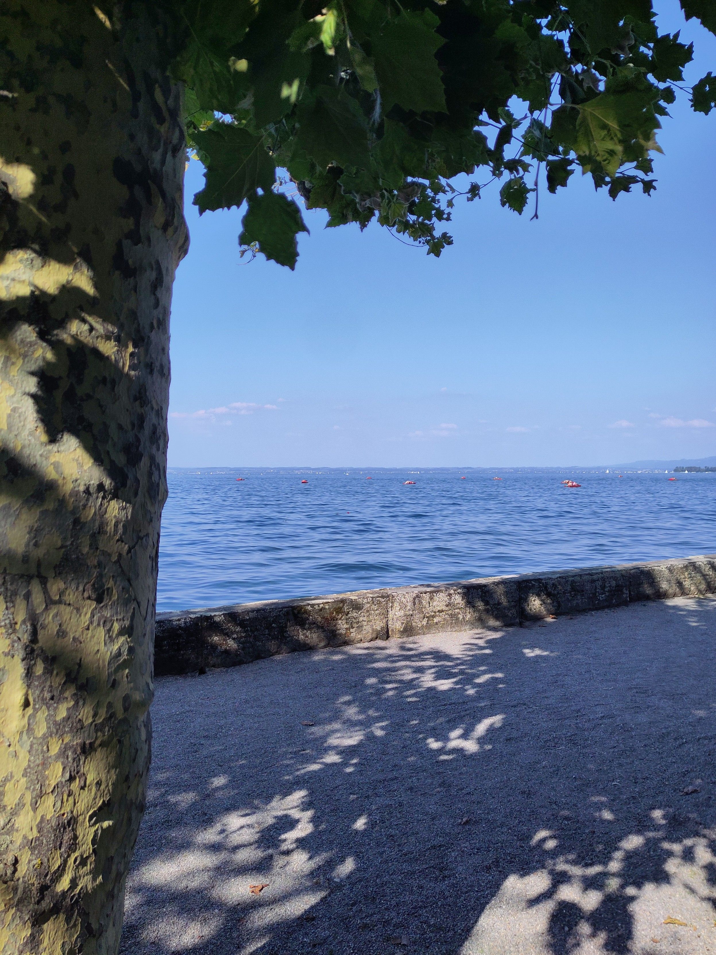 Foto. Quai, im Vordergrund ein Baum.