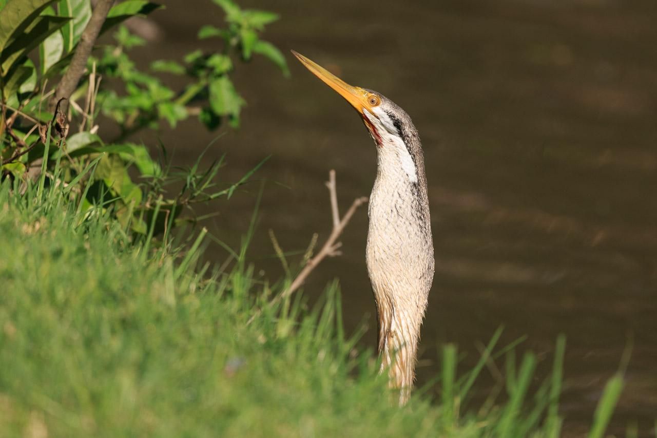 A very satisfied long-necked bird, with a lump in its neck (travelling down to its belly). 