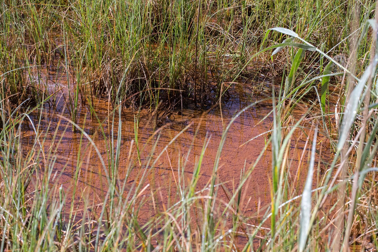 Ruosteenpunaista rautasakkaa matalassa vedessä harvan saraikon ympäröimänä.