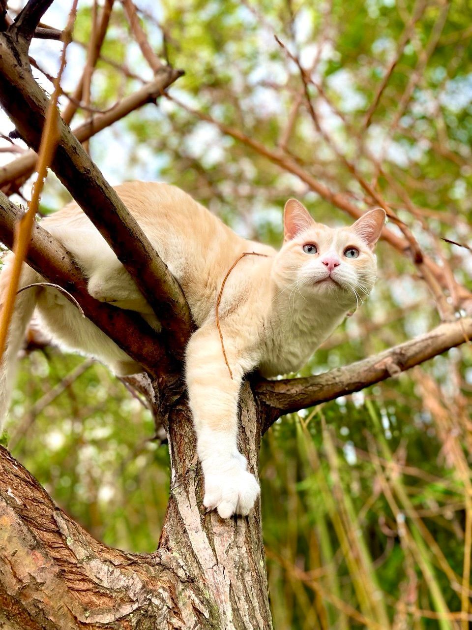Foto di gatto bianco appollaiato su alcuni rami di albero