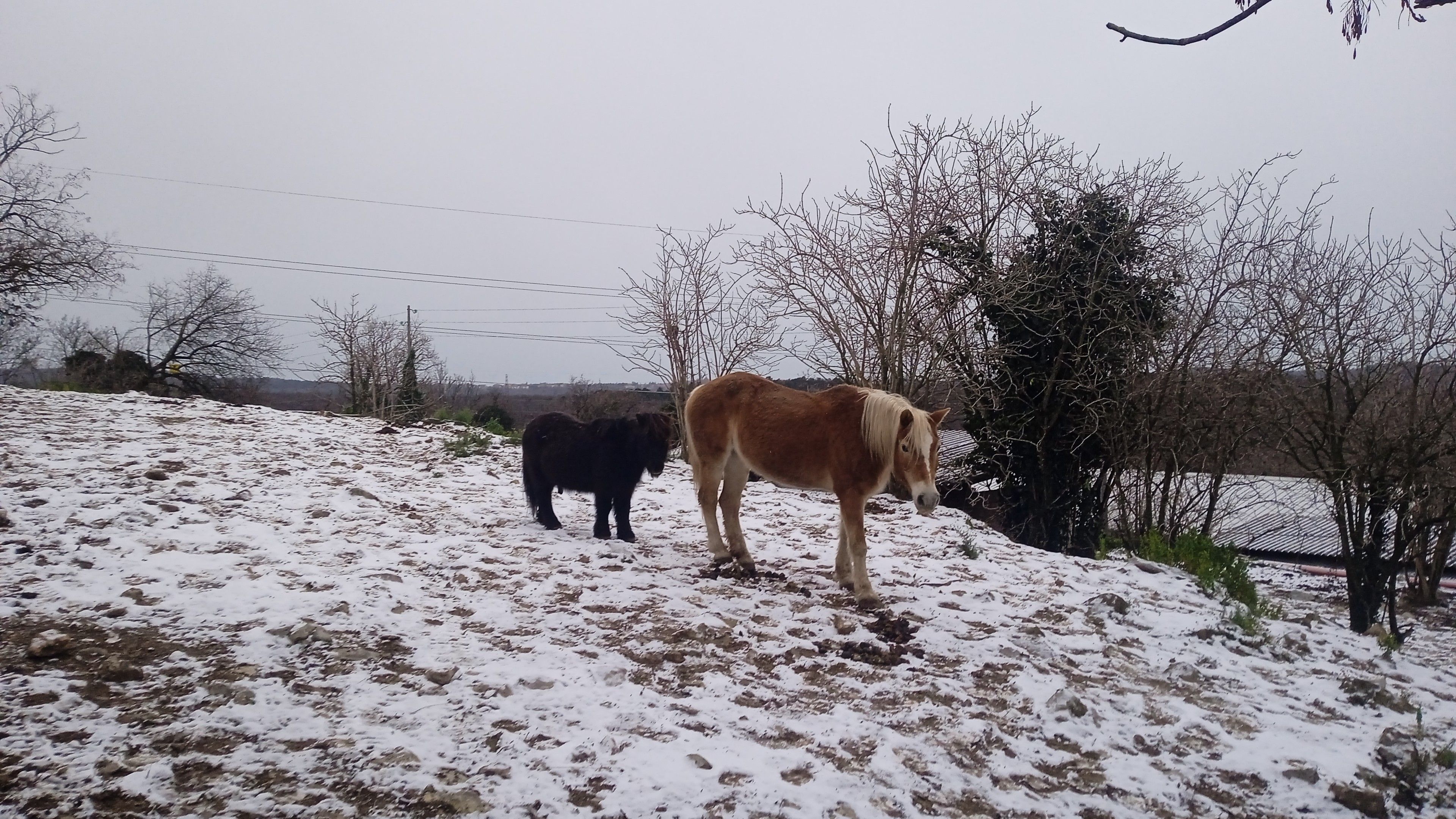 One female brown and blonde horse and one black pony in the countriside covered by snow