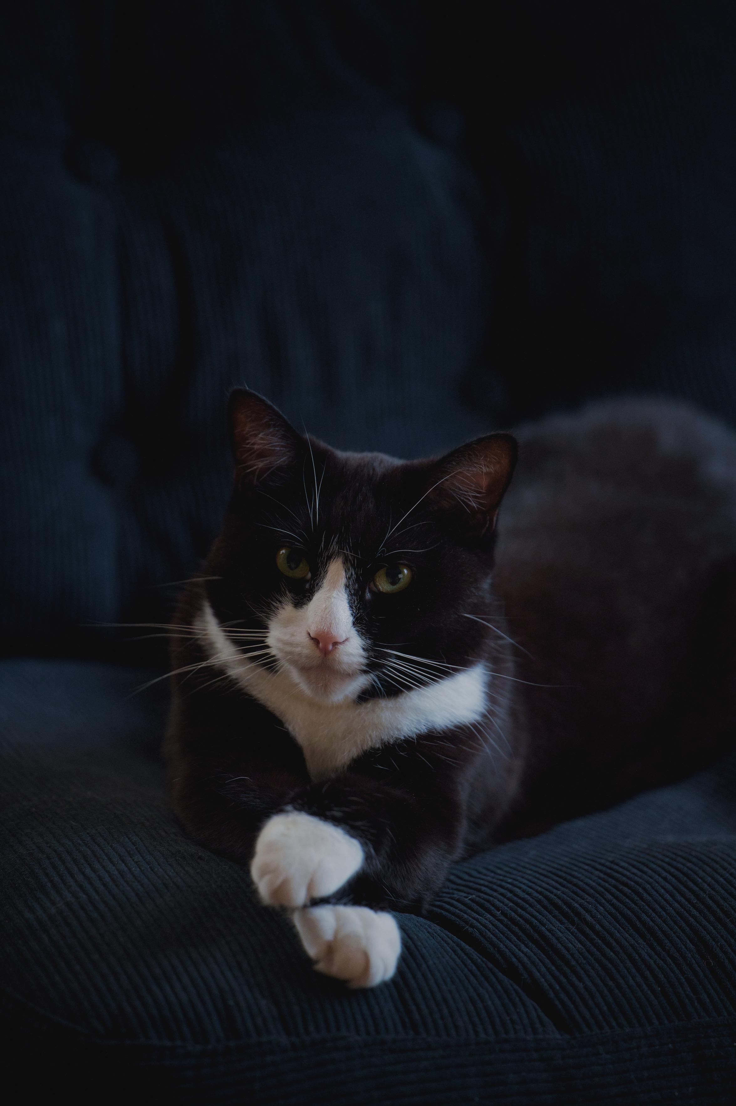 The image shows a black-and-white cat lying on a dark, textured fabric surface, likely a couch. The cat has striking greenish-yellow eyes, a white snout, chest, and front paws, while the rest of its fur is predominantly black. Its front legs are neatly crossed, giving it a very elegant and composed appearance. The lighting is low, creating a soft, moody atmosphere, with the cat’s face and white markings standing out against the dark background.