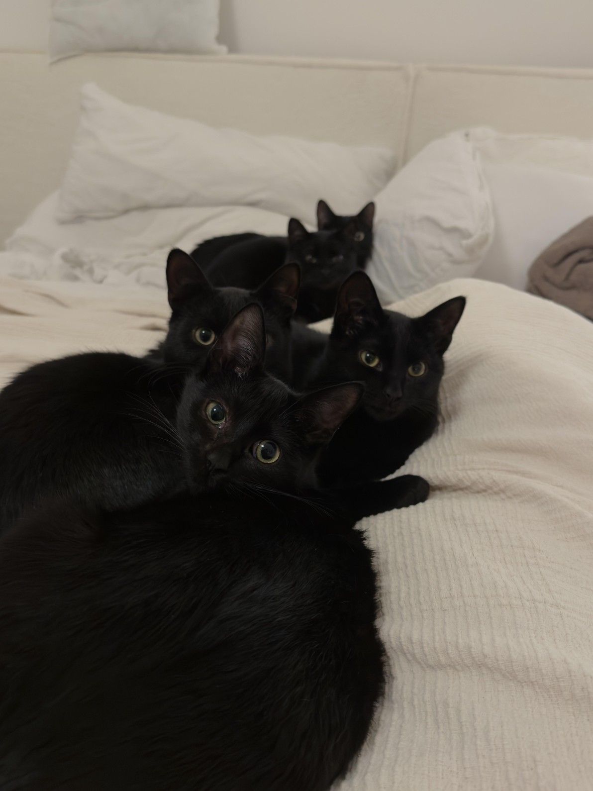 Row of five black cats all snuggling in a row on a bed while looking at the camera