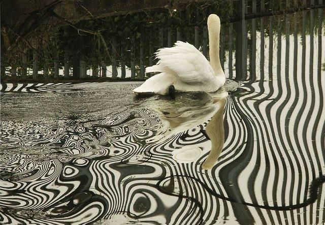The image features a Mute Swan (Cygnus olor) on water with a striking, patterned reflection. The water's surface displays a distorted, wavy reflection, creating an abstract and visually interesting effect, particularly evident in the dark and light striped patterns. 