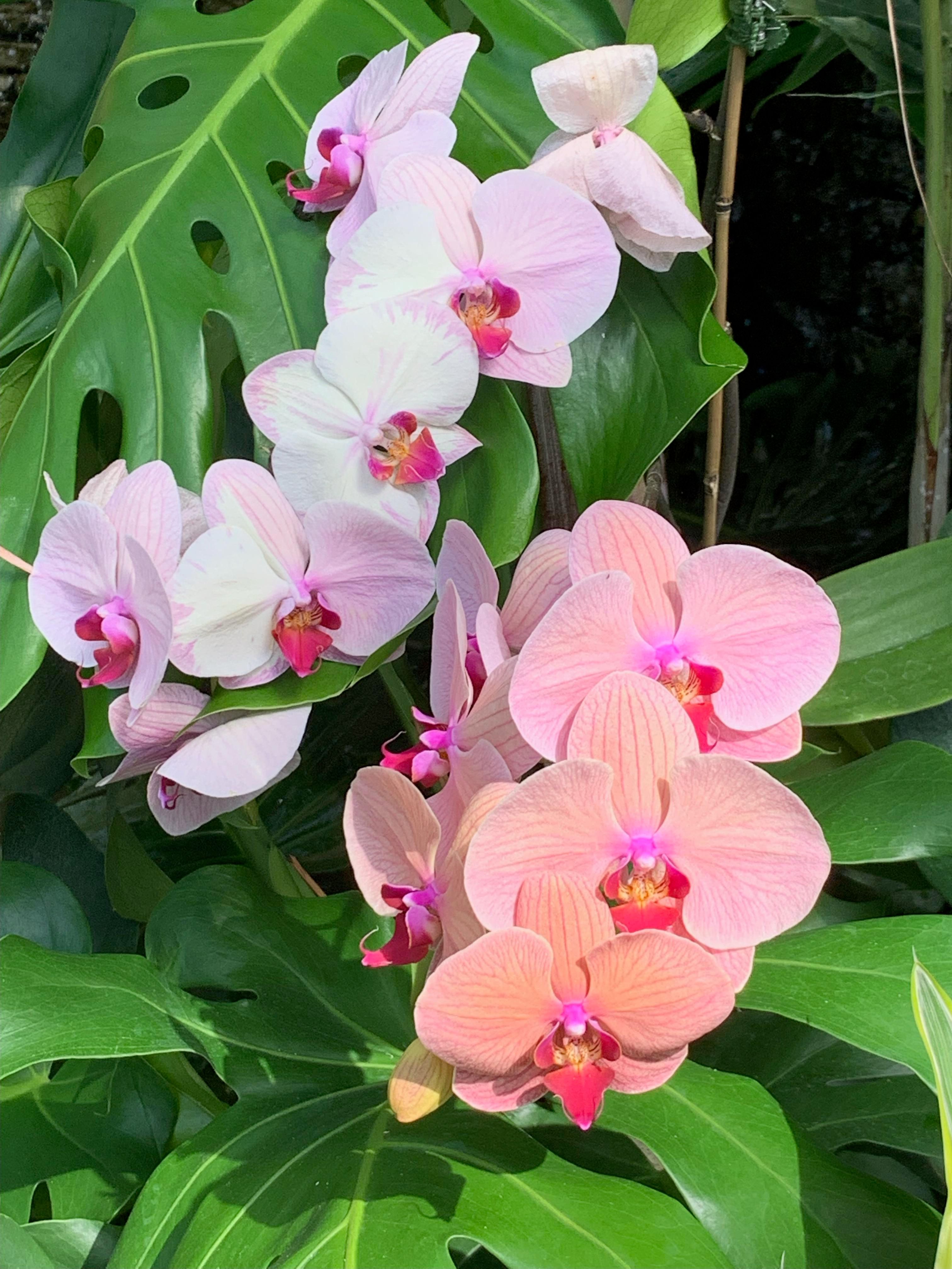 More orchids from the botanical garden in Charlotte, NC.  This photo shows 2 different flower spikes, each with a profusion of different-shaded pink flowers (at least 7 on each on.)

As someone who has tried (and failed) to grow little ones garnered at a grocery store, seeing this was amazing.