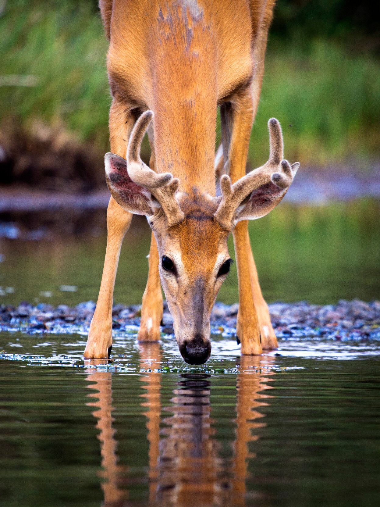 Young buck with velvet antlers bending down to drink from a creek, but the angle makes it seem like the deer is looking closely at its own reflection.