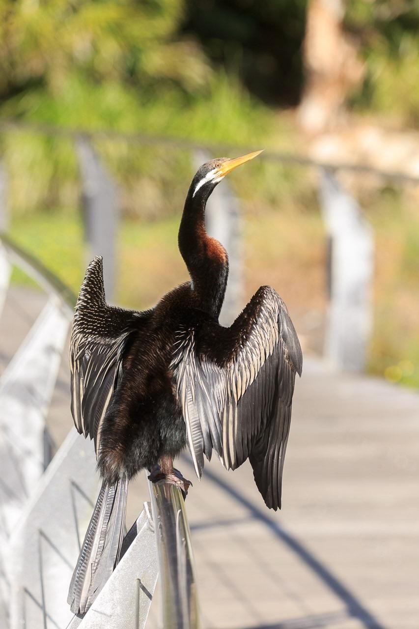 Full shot of the Darter perched on a stainless steel railing. It is mostly dark brown, but with a patch of rufous on the neck, white stripe behind the yellow beak, and patterned wings (lighter and darker feathers on the fore edge, dark trailing “flight” feathers. The tail is light brown tending to grey with a lighter ladder patten up the middle. 