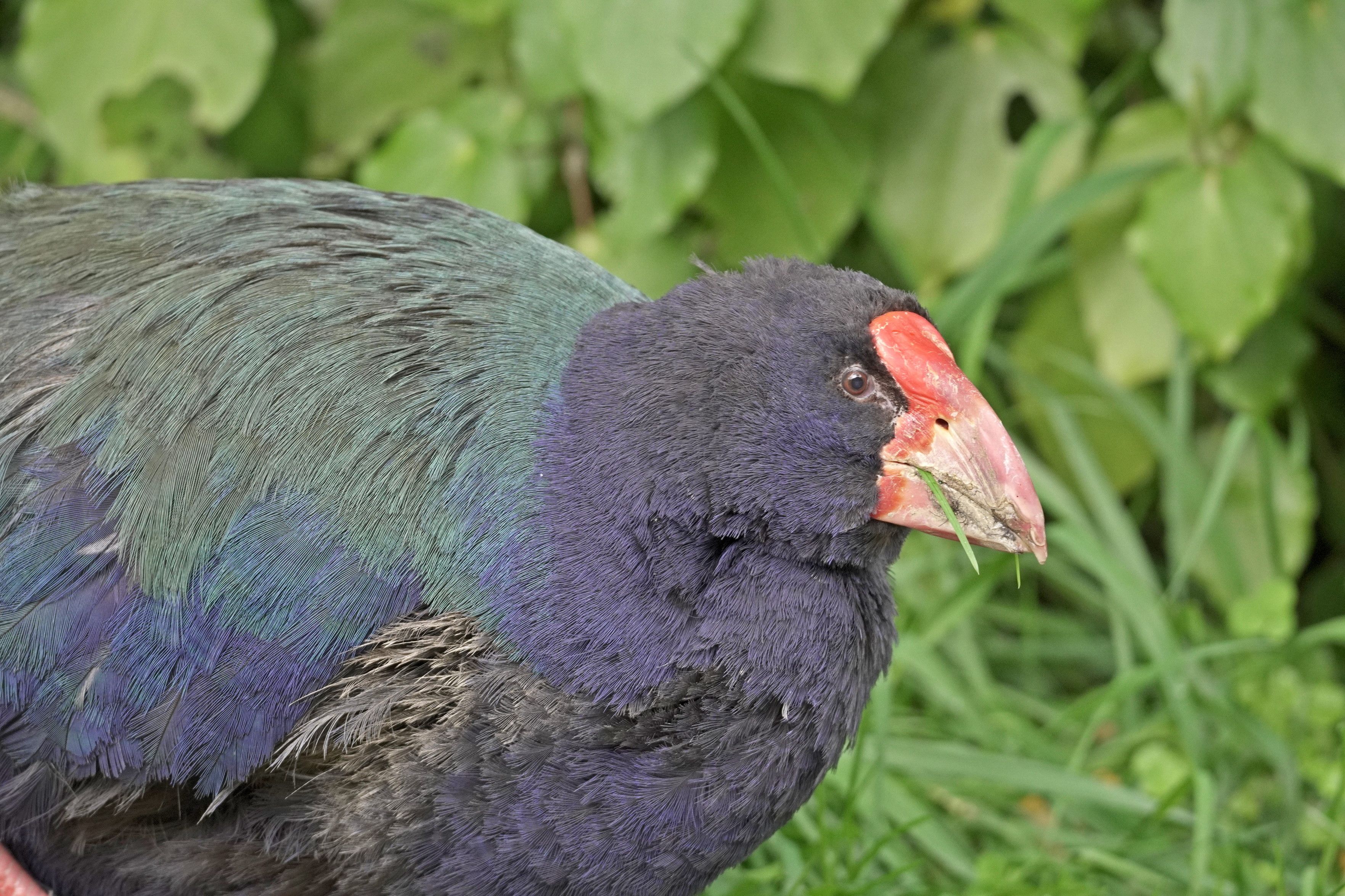 One of the takahē that used to live at Zealandia. It's a plump borb with blue and green feathers and a red beak. Seems pretty striking, but I've read that it just disappears in the tussock somehow.