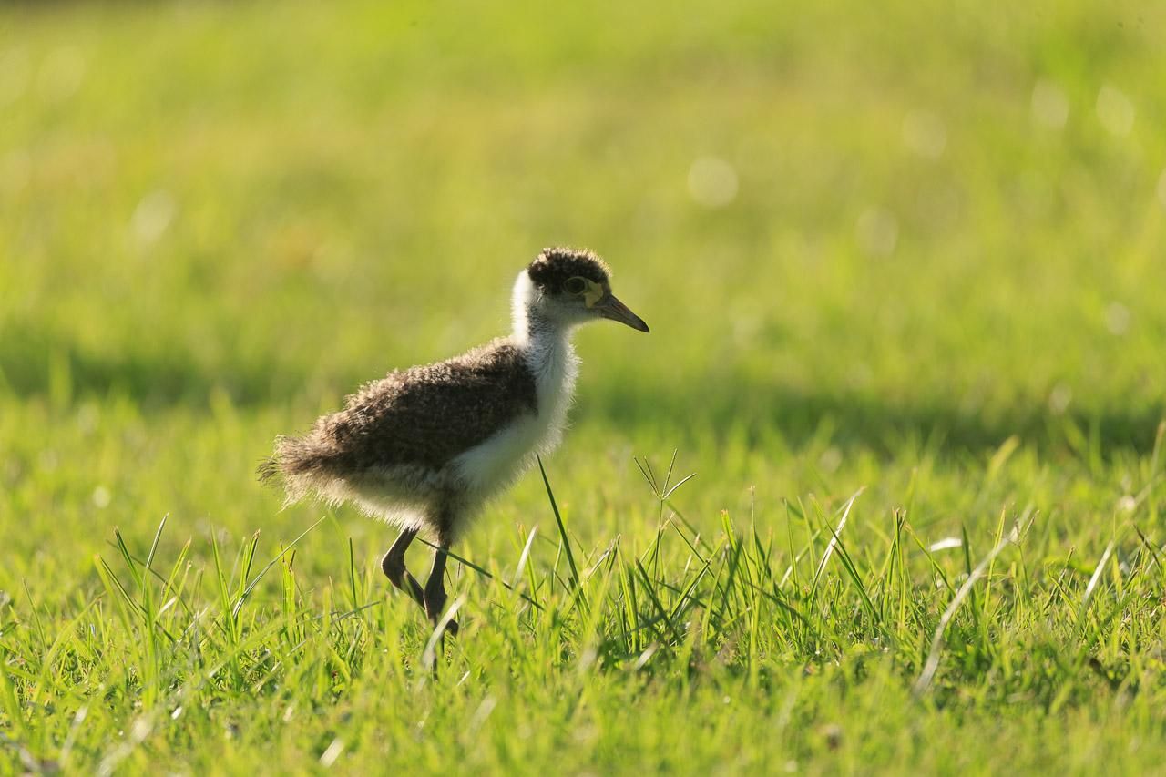 One of two Masked Lapwing chicks on grass. They are fluffy white bodied birds with brown mottled wings and cap and slightly long legs. 