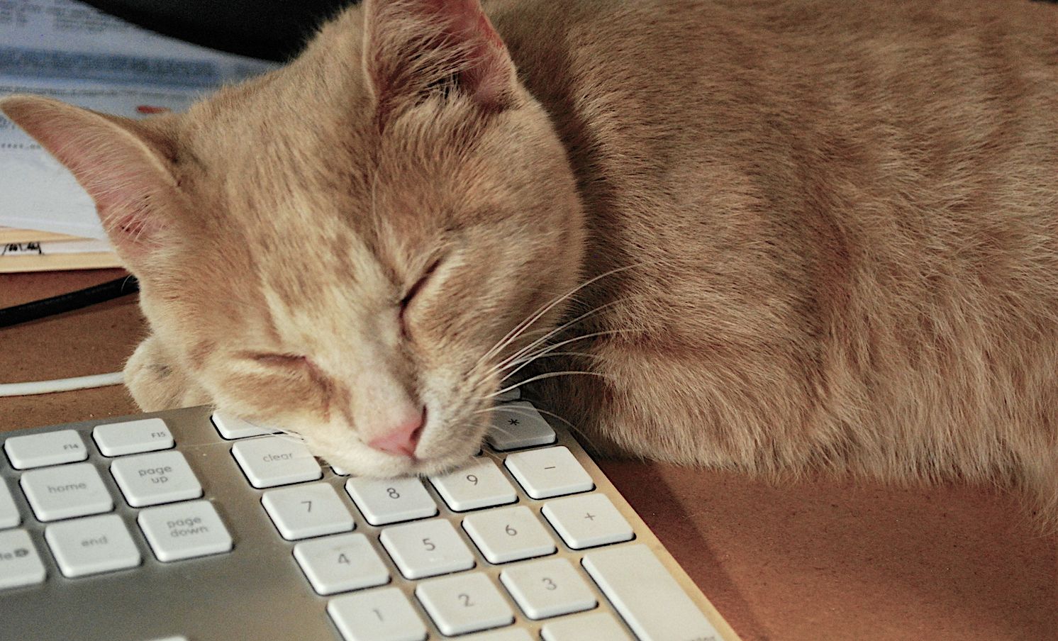 A picture of our tawny beige cat (he often looks more orange in photos) from his adolescent years. He's sleeping on a desk with his head on the keyboard, and his jaw pressing on the eight key.  Pic from about 2018