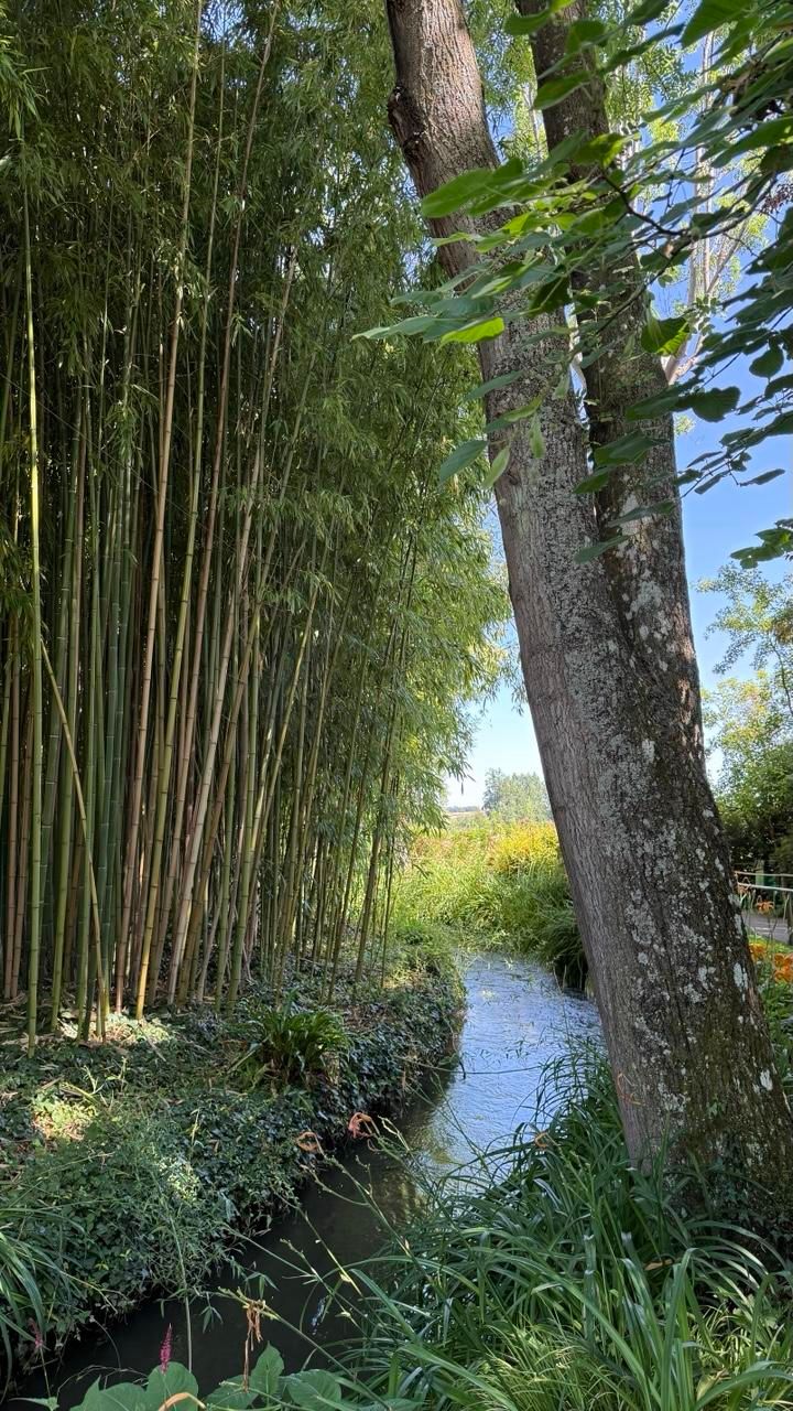 A stream flows between an outcrop of bamboo on the left and a tree trunk on the right 