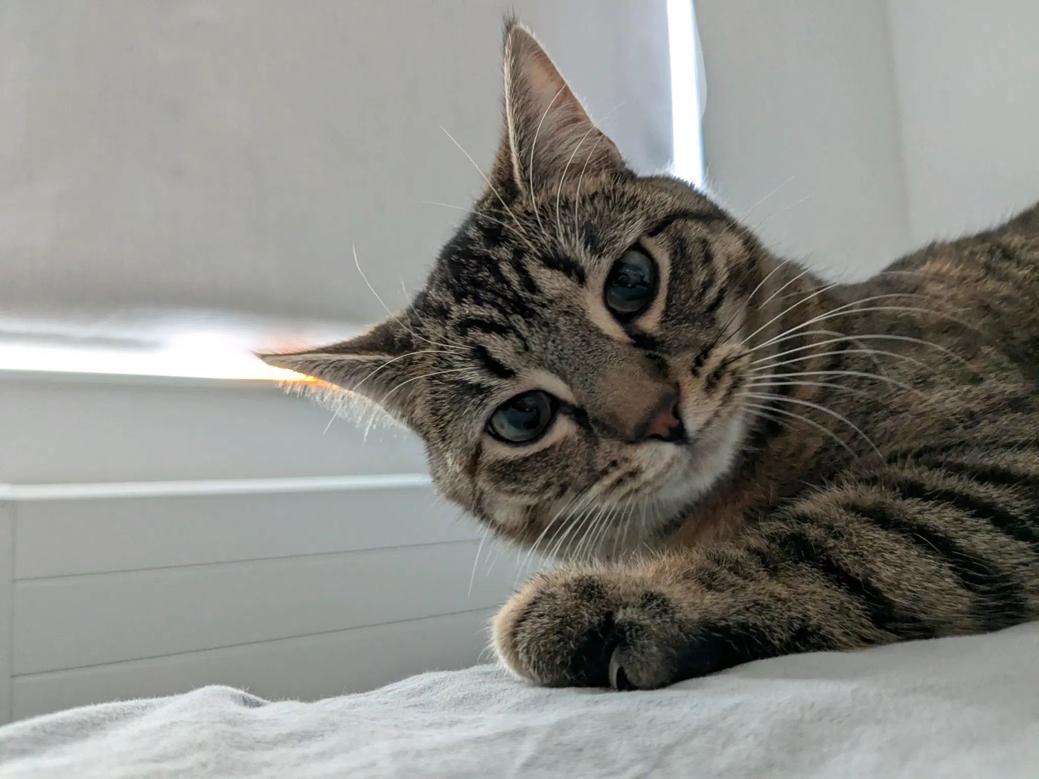 tofu looking at the camera 